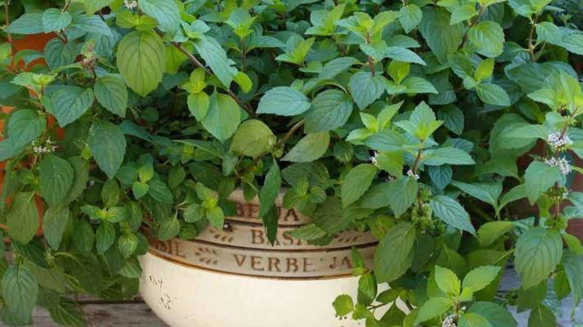 Mint Plant Growing Tips: ఇంట్లోనే పుదీనా పెంచాలా? మొదలుపెట్టే ముందు ఈ 5 చిట్కాలు తెలుసుకోండి!