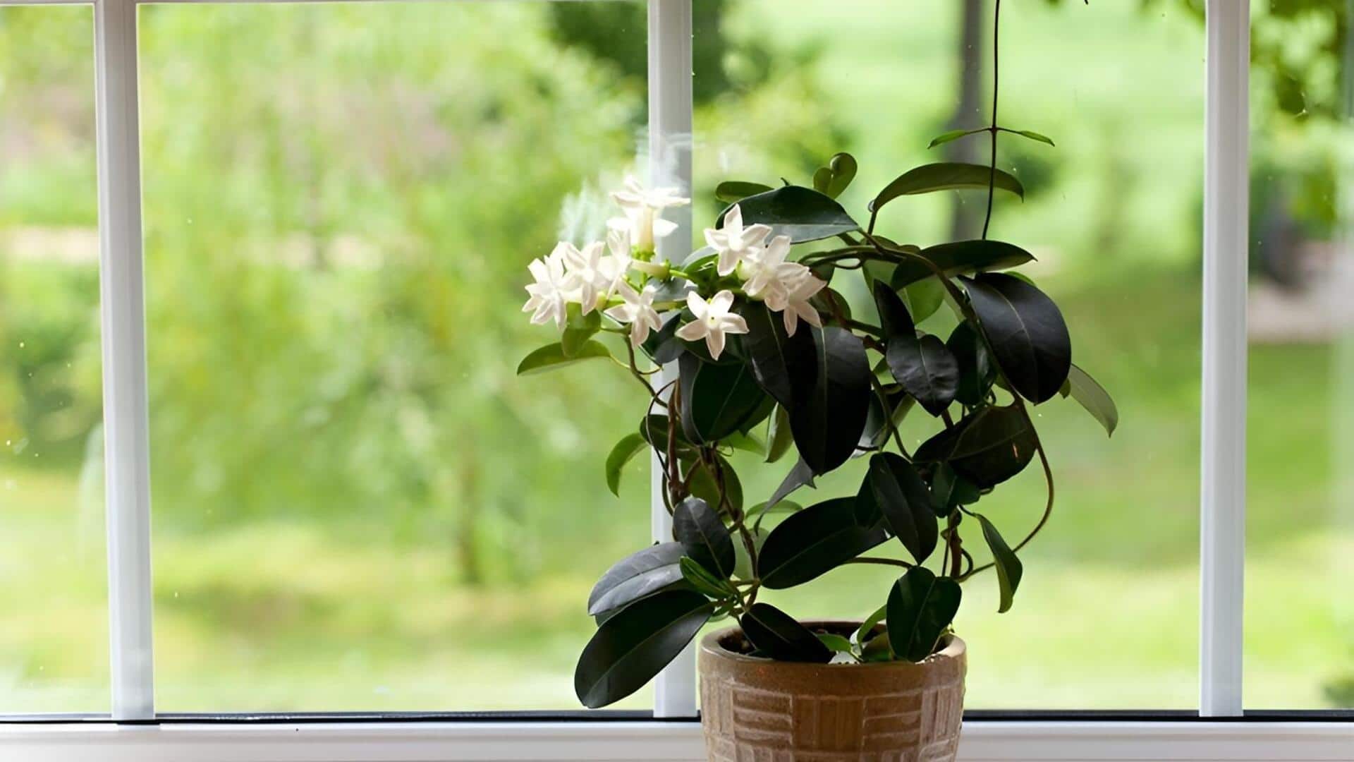 Jasmine plants: ఇంట్లో మల్లె మొక్కలు పెంచాలా.. సింపుల్ టిప్స్ ఇవే!