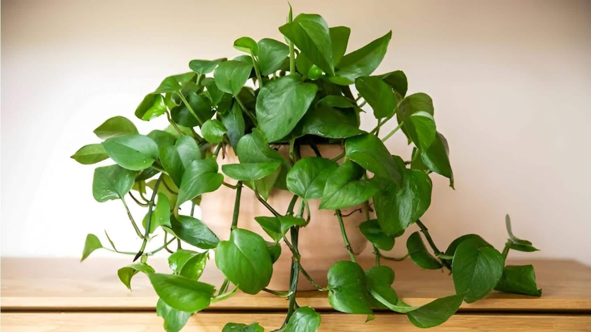 Pothos vines: ఇంట్లో పోథోస్ తీగలను ఎలా పెంచాలో తెలుసా?