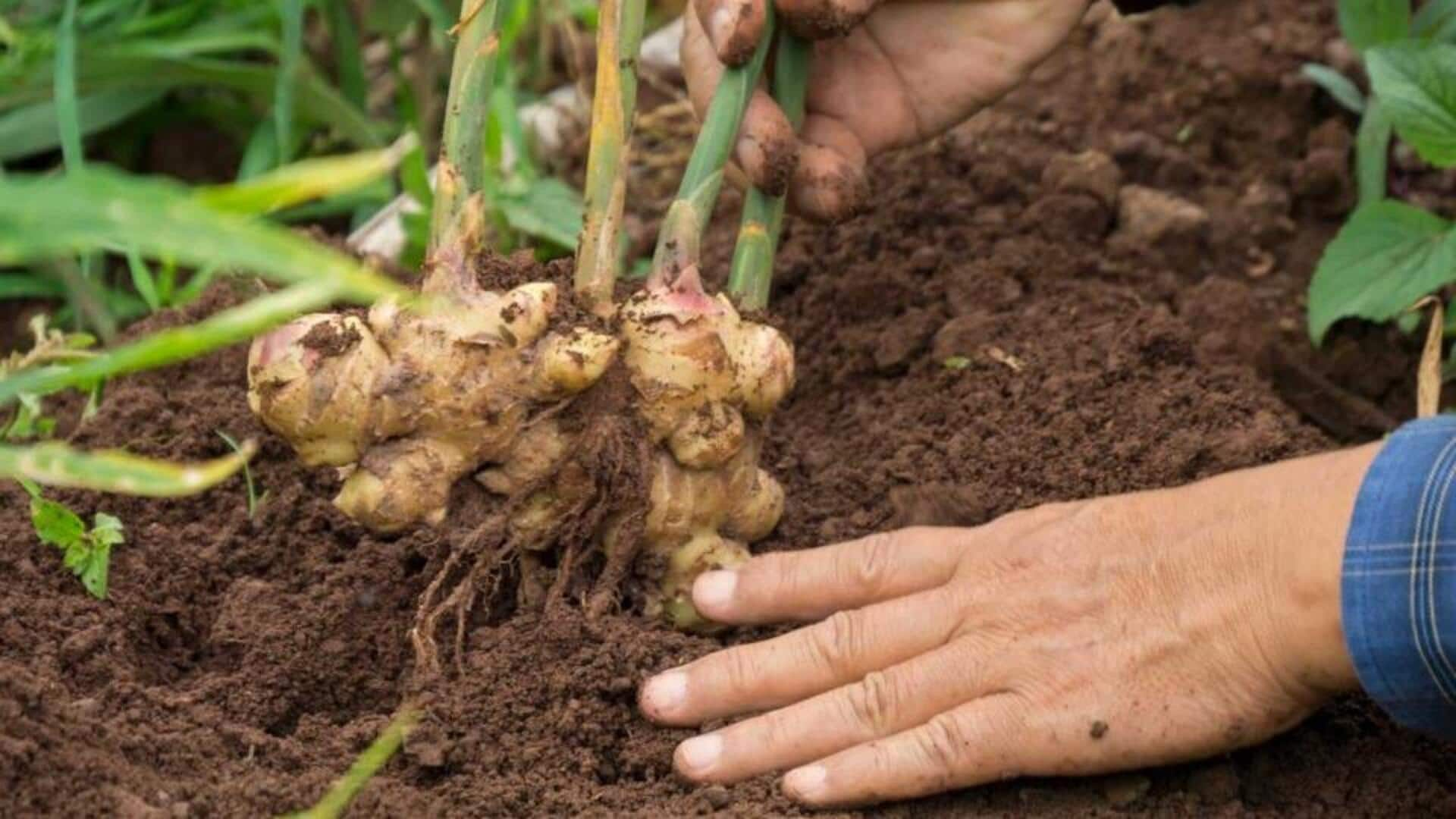 Ginger Plant: ఇంట్లోనే అల్లం మొక్కను పెంచుకునే విధానం ఇదే.., ఈ చిట్కాలతో సులభంగా పెంచుకోవచ్చు