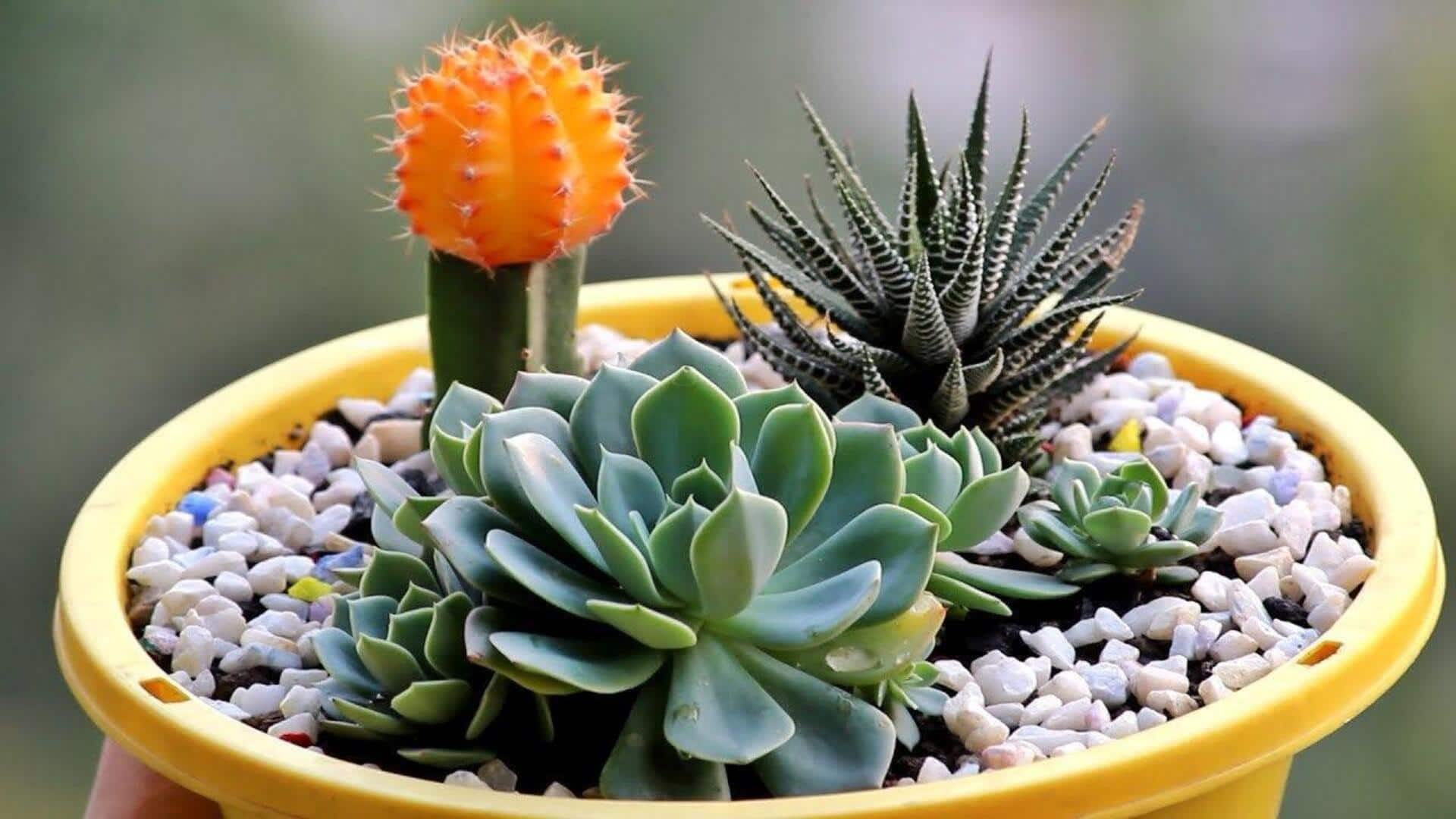 Best indoor plants: సక్యూలెంట్లతో కలిపి పెంచడానికి బెస్ట్ ఇండోర్ మొక్కలు.. మీ ఇంటికి డబుల్ అందం!
