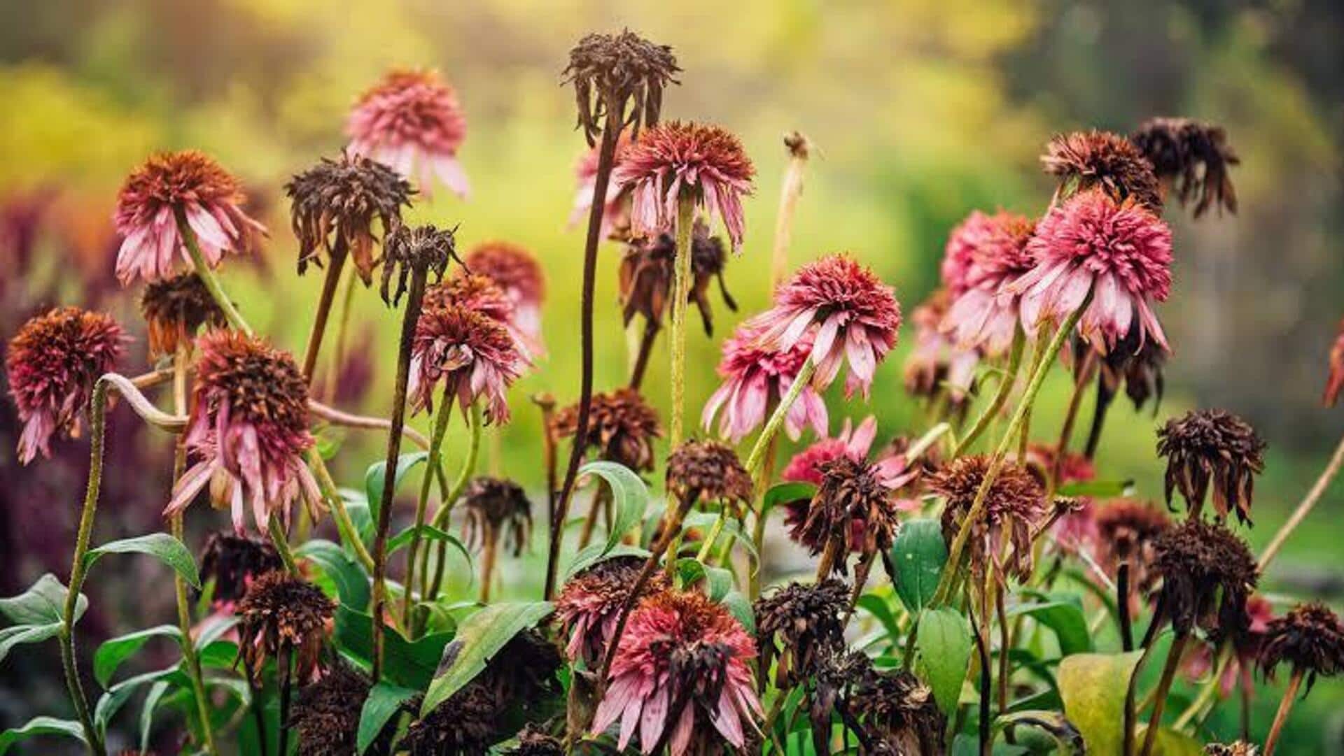 Plant Care Tips: ఎండకు కమిలిపోయిన మొక్కలా? ఈ చిట్కాలతో మళ్లీ పచ్చగా మార్చండి!