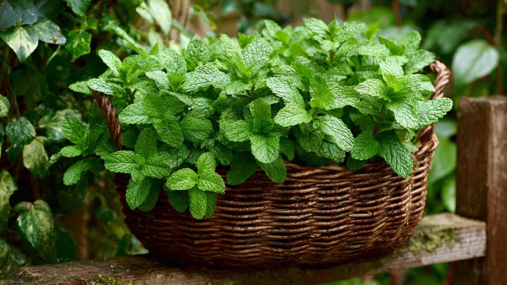 Hanging Basket Mint: హ్యాంగింగ్ బాస్కెట్‌లో పిప్పరమెంటు పెంచుతున్నారా? ఇలా చేస్తే మొక్కపచ్చగా కళకళ!