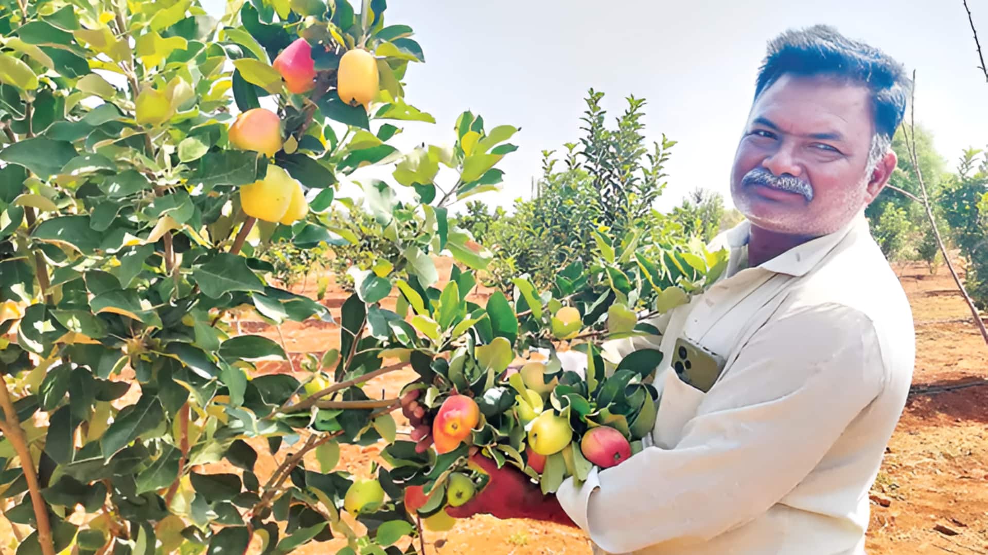 Andhra Pradesh: అనంతపురంలో ఆపిల్ సాగు.. ఆపిల్ సాగులో రైతు విజయగాథ