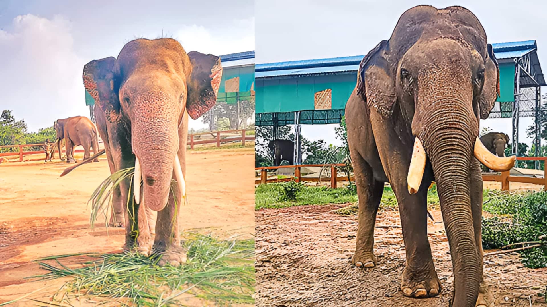 Kumki Elephants: మన్యం జిల్లాకు రెండు కుంకీ ఏనుగులు.. పవన్ ఆదేశాలు!