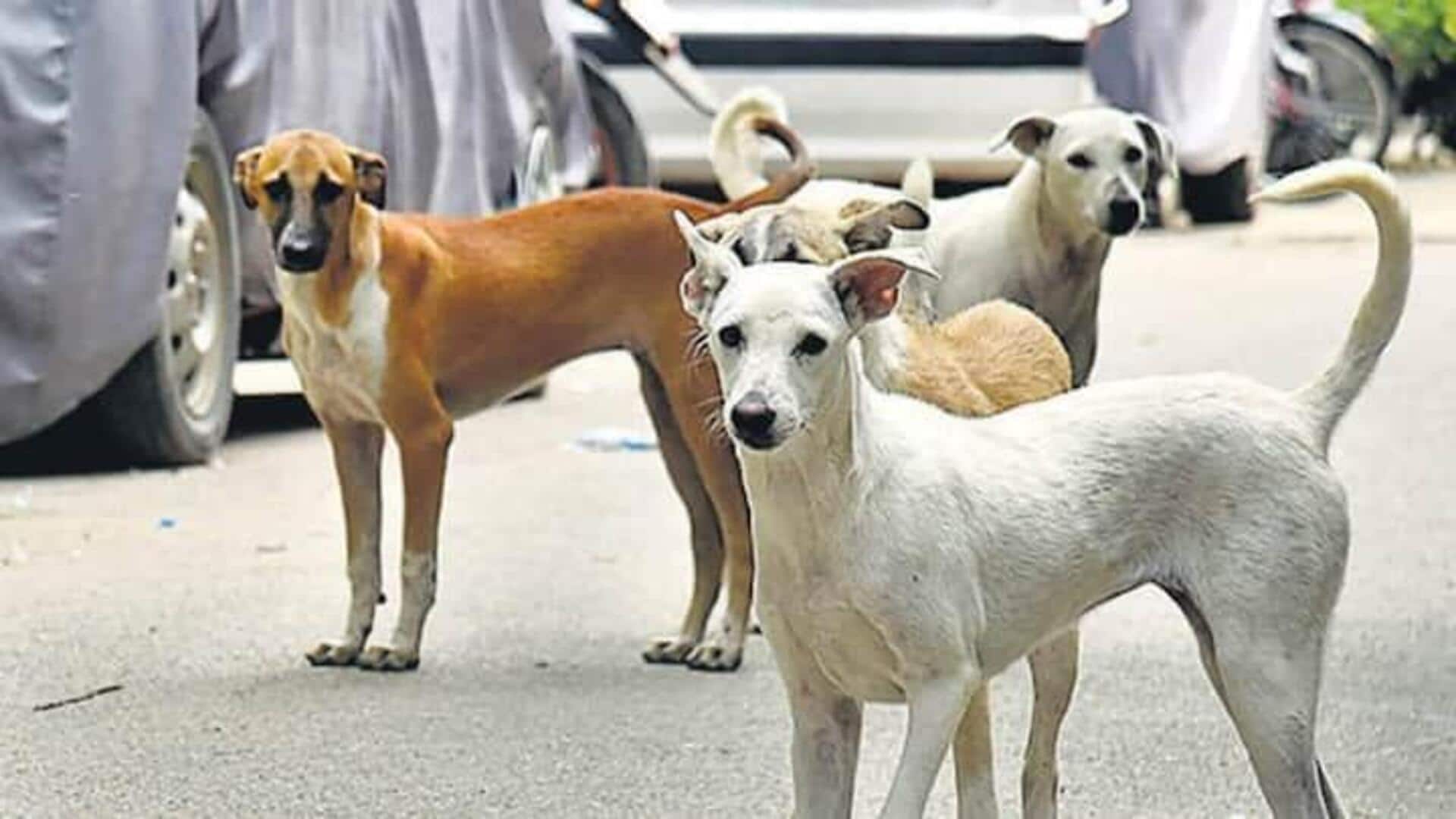 Stray Dogs case: వీధి కుక్కల కేసు.. సుప్రీంకోర్టు కీలక ఆదేశాలు 