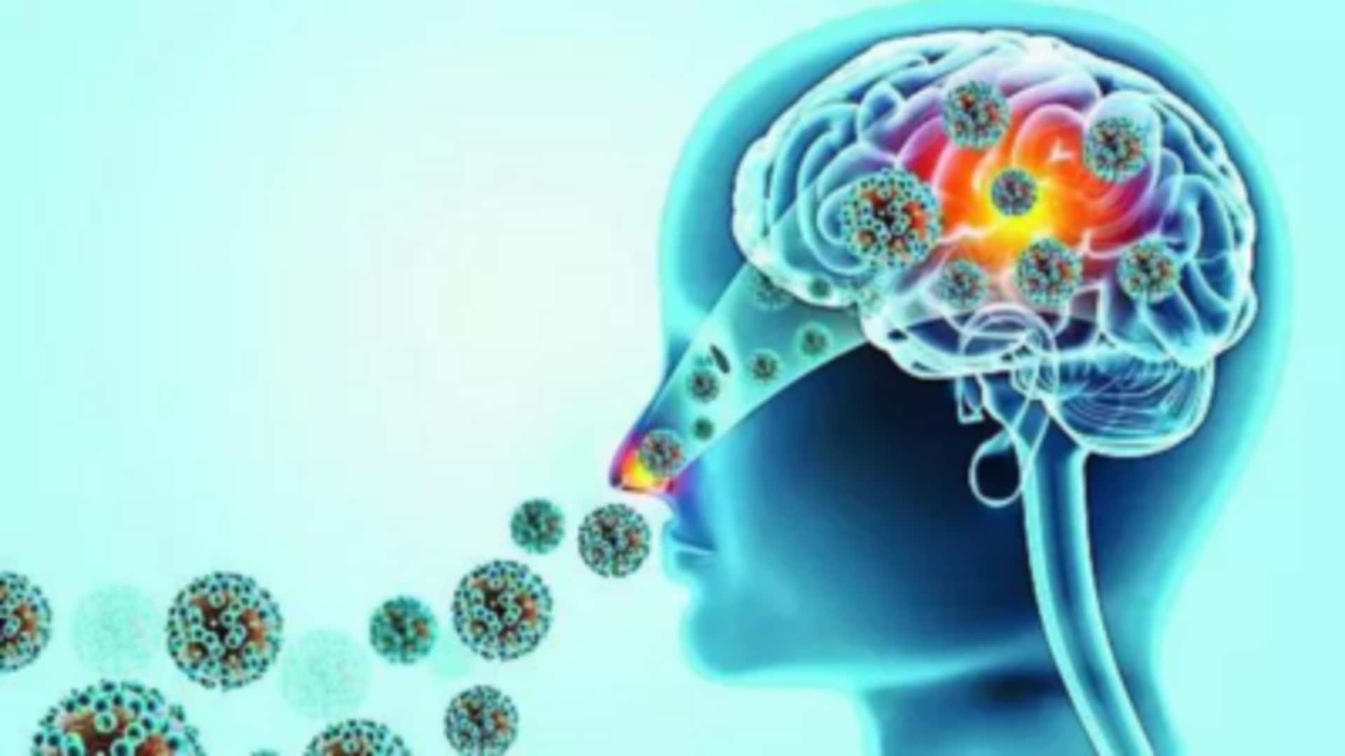Brain-Eating Amoeba: భారతదేశంలో మెదడును తినే అరుదైన వ్యాధి.. ఈ వ్యాధి ఎలా వ్యాపిస్తుంది? చికిత్స ఏంటి?