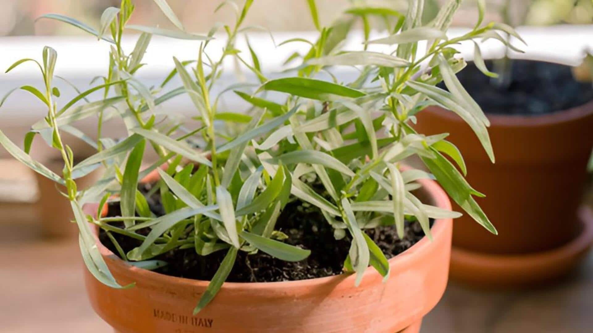 Tarragon plant : ఇంట్లో టార్రగాన్ మొక్క పెంపకం.. సులభమైన చిట్కాలివే!