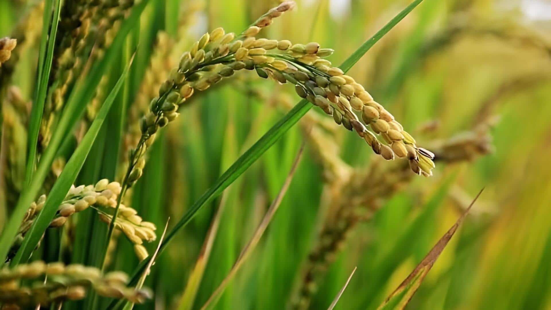 Global rice prices: ఎల్‌నినో ఎఫెక్ట్‌తో బియ్యం ధరలకు మంట.. 50% పెరుగుదలపై పీజేటీఏయూ హెచ్చరిక