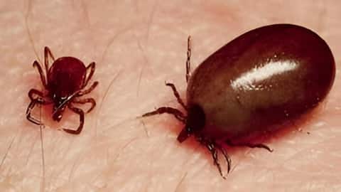 Scrub Typhus: రాష్ట్రంలో 2 వేలకు మించి స్క్రబ్‌ టైఫస్‌ పాజిటివ్‌ కేసులు.. 22కు చేరిన మరణాలు 