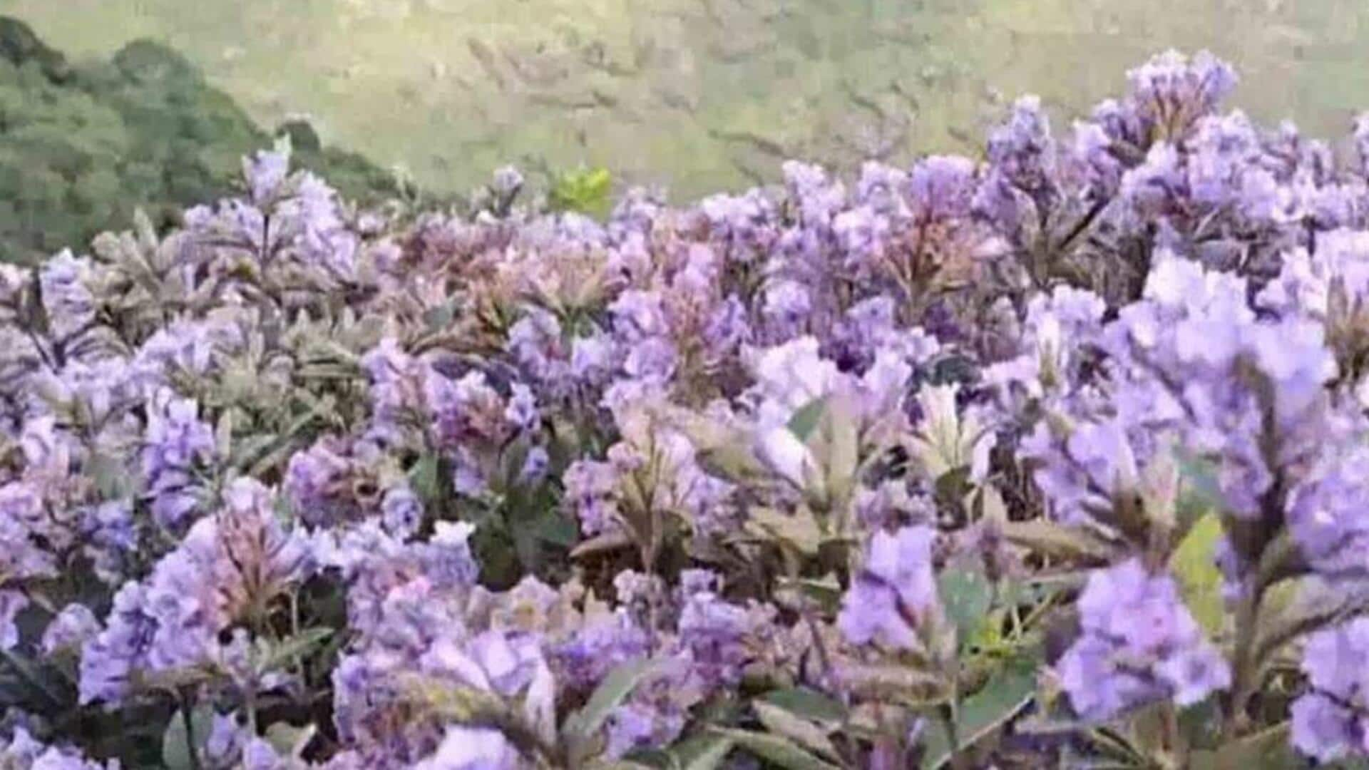 Neelakurinji flowers: 'నీలకురింజి పూలు'.. తమిళనాడులో 12 సంవత్సరాల తర్వాత కనువిందు