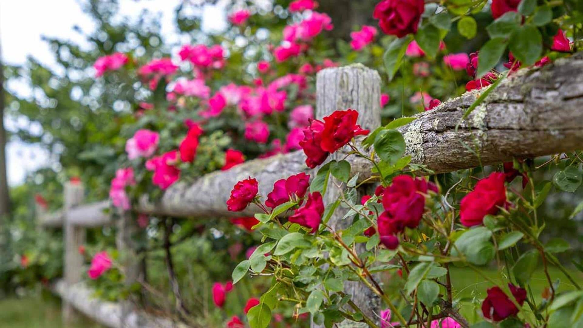 Balcony Gardening Tips: క్లైంబింగ్ రోజెస్ పెంచడానికి సులభమైన పద్దతులివే..