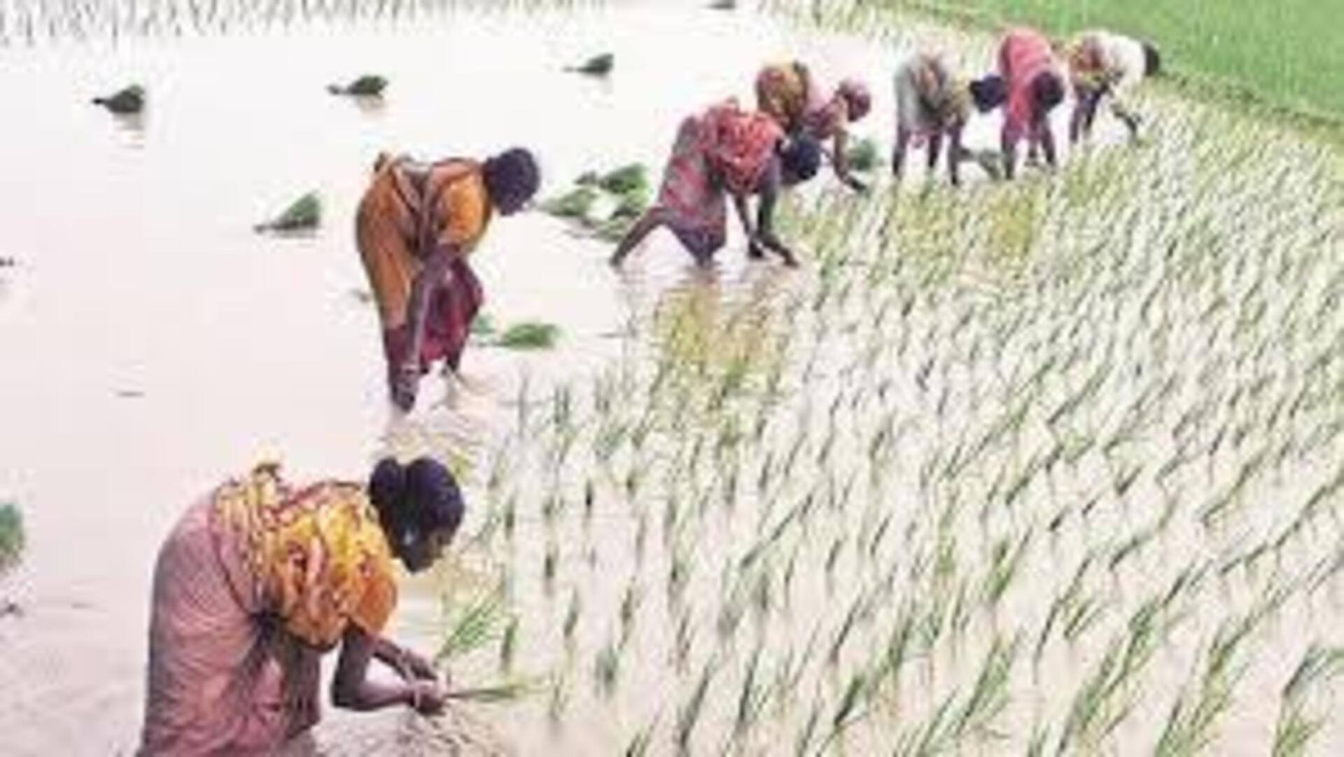 Telangana: వర్షాభావ ప్రభావంతో పంటల సాగు తగ్గుదల.. వ్యవసాయ శాఖ నివేదిక 