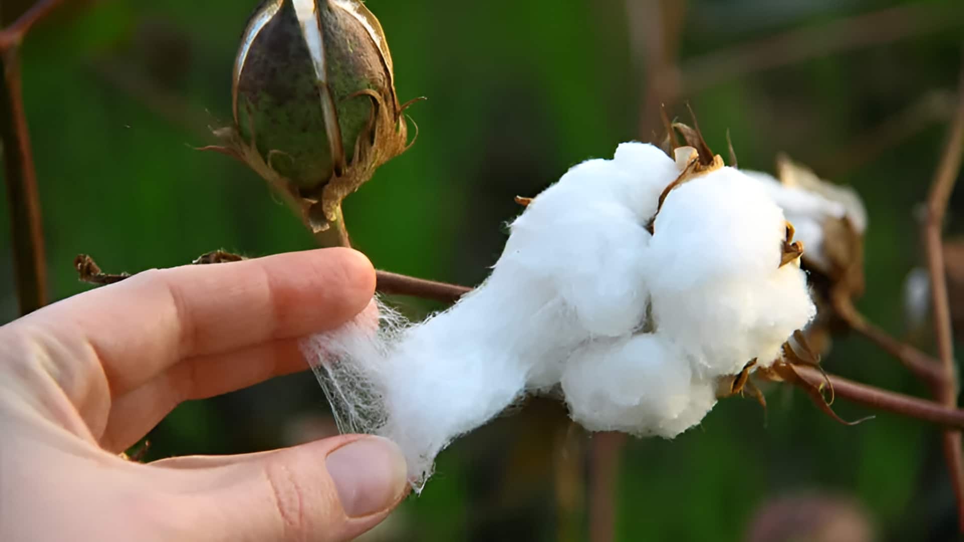 Bt cottonseed price: బీజీ-1, బీజీ-2 విత్తనాల ధరలు మారుతాయా? కేంద్రం కీలక నిర్ణయం