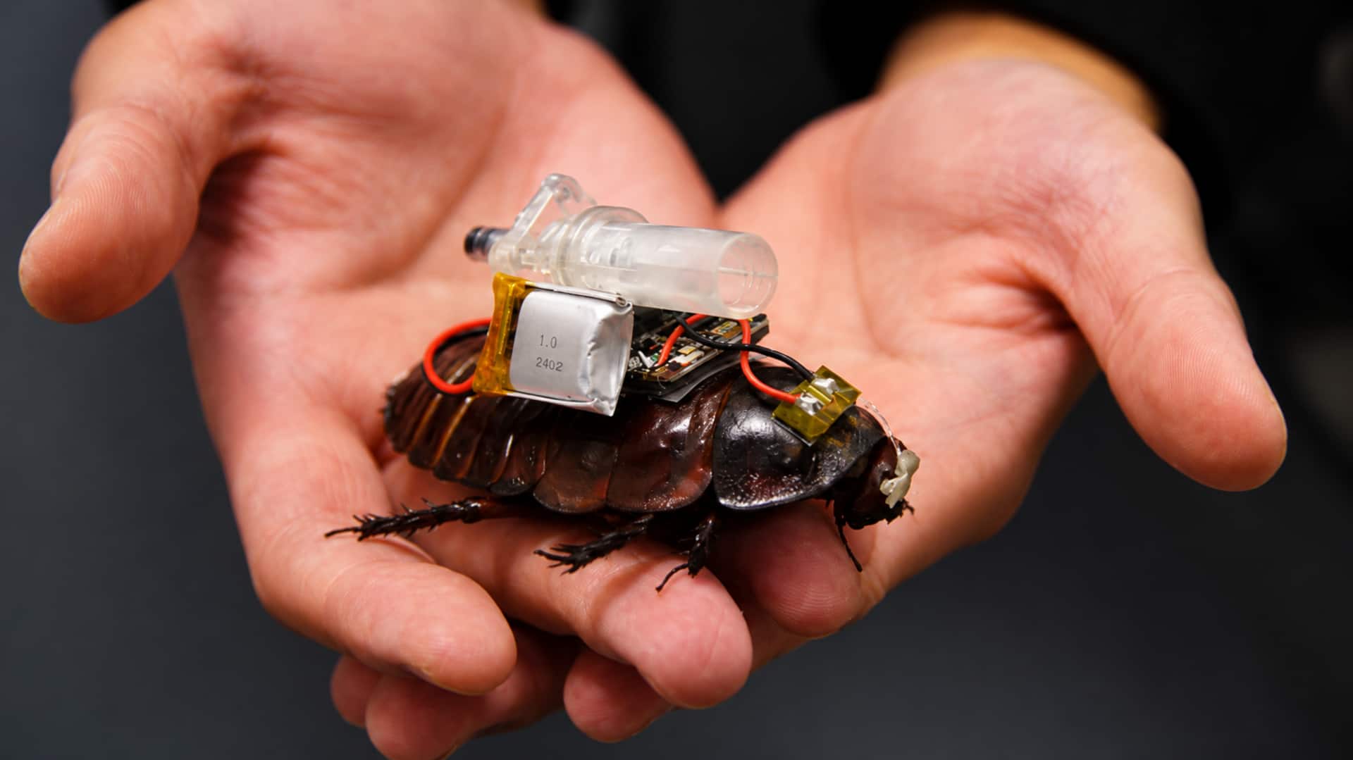 Cyborg Cockroaches: విపత్తుల్లో ప్రాణాలు కాపాడే బొద్దింకలు.. సూక్ష్మ ఇంజెక్షన్లతో సరికొత్త టెక్నాలజీ