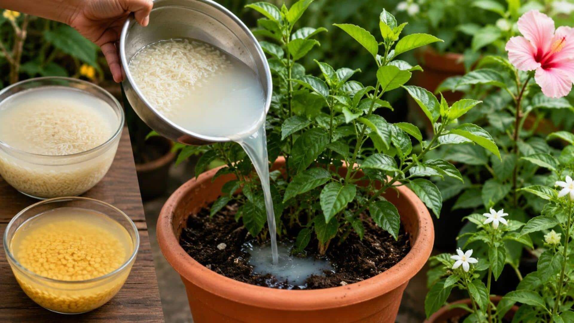 Health Tips: బియ్యం కడిగిన నీళ్లు మొక్కలకు మంచిదేనా?