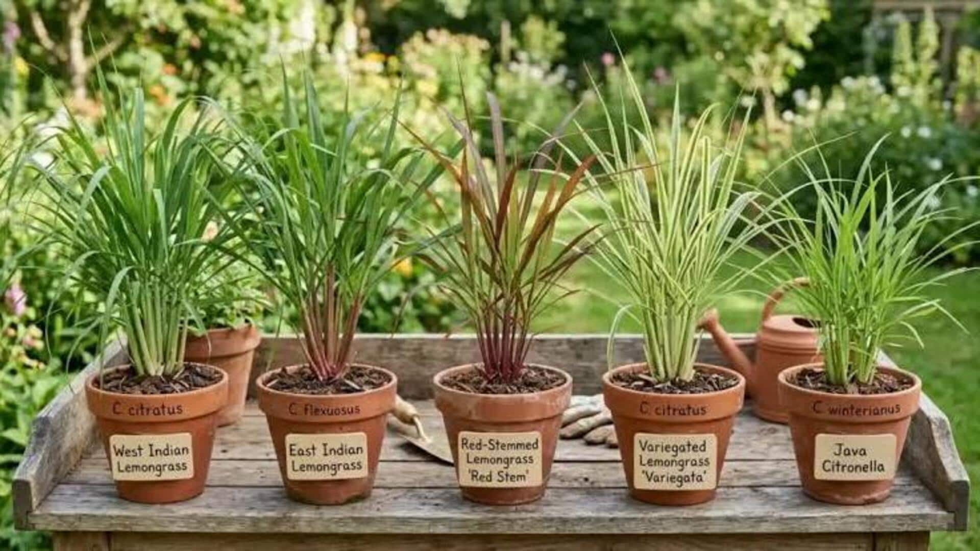 Lemongrass plant: నిమ్మగడ్డిని కుండీలలో పెంచండిలా.. చిట్కాలివే..