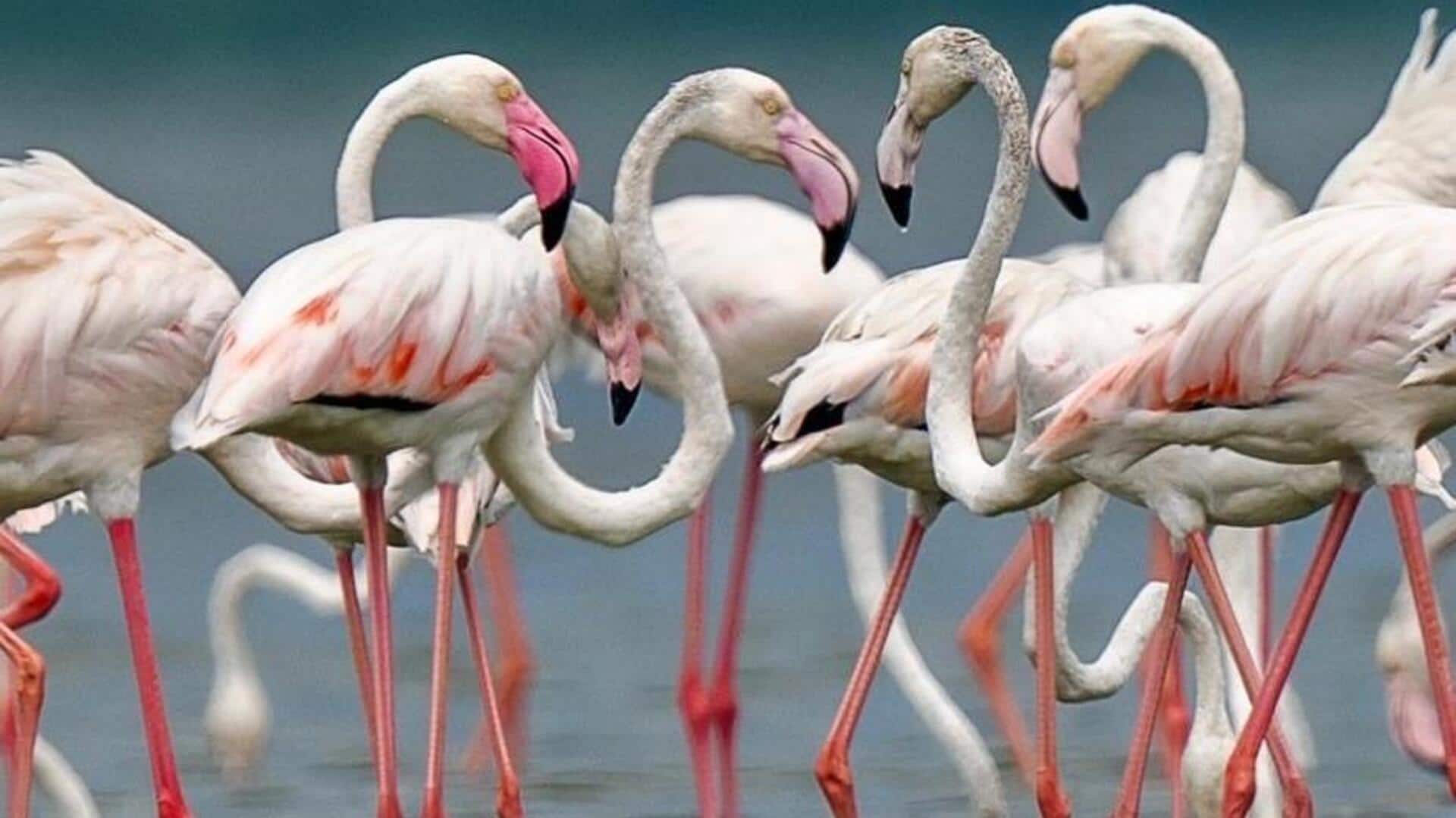 Pawan Kalyan:ఫ్లెమింగోలను శాశ్వత అతిథులుగా మార్చే దిశగా ప్రభుత్వం అడుగులు