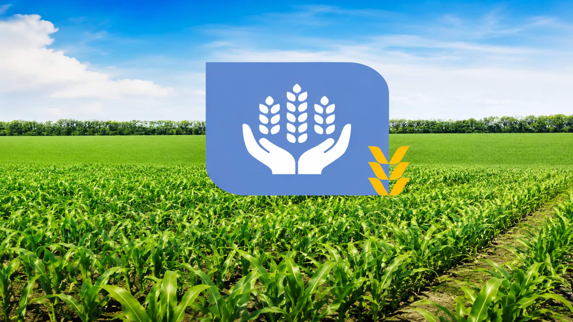 Crop Insurance: ఖరీఫ్‌ పంటలకు బీమా.. జులై 31లోగా ప్రీమియం చెల్లించండి