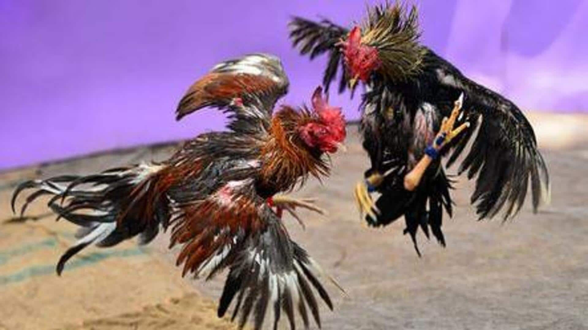 Cock Fights: పశ్చిమగోదావరి జిల్లాలో కోడి పందాల నిర్వహణకు కట్టుదిట్టమైన ఏర్పాట్లు