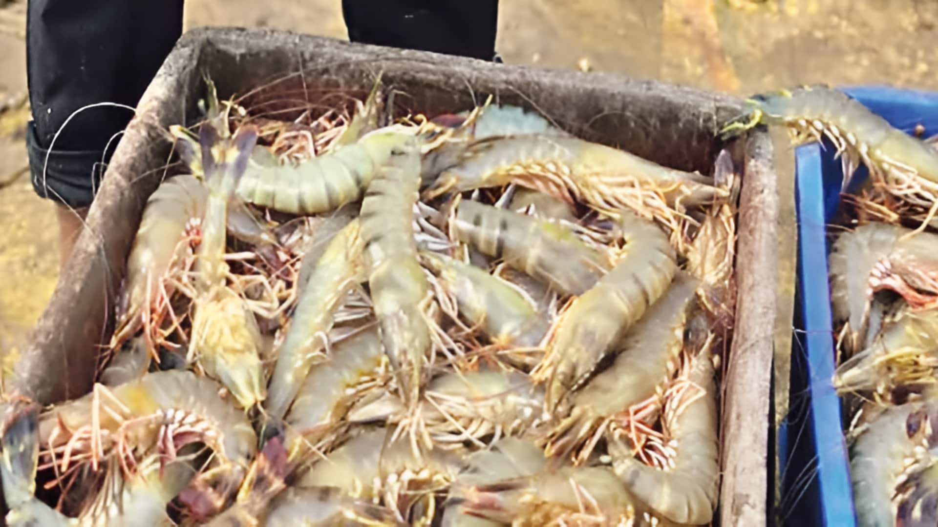 Black Tiger Shrimp: ఏపీలో పెరుగుతున్న బ్లాక్ టైగర్ రొయ్యల సాగు.. కారణాలివే