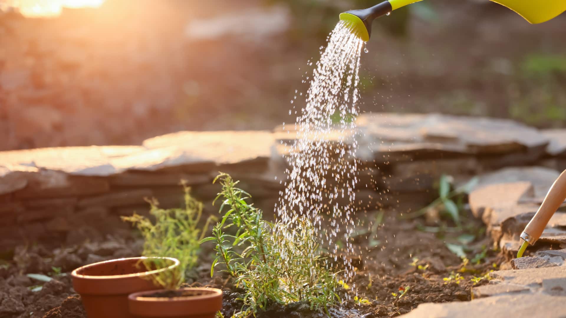 indoor gardening: ఇంట్లోనే రోజ్మేరీ పెంచుకోవచ్చు.. ఈ చిట్కాలు పాటిస్తే చాలు!