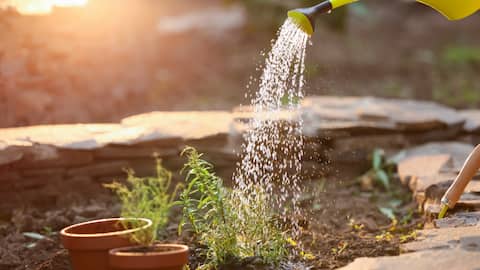 indoor gardening: ఇంట్లోనే రోజ్మేరీ పెంచుకోవచ్చు.. ఈ చిట్కాలు పాటిస్తే చాలు!