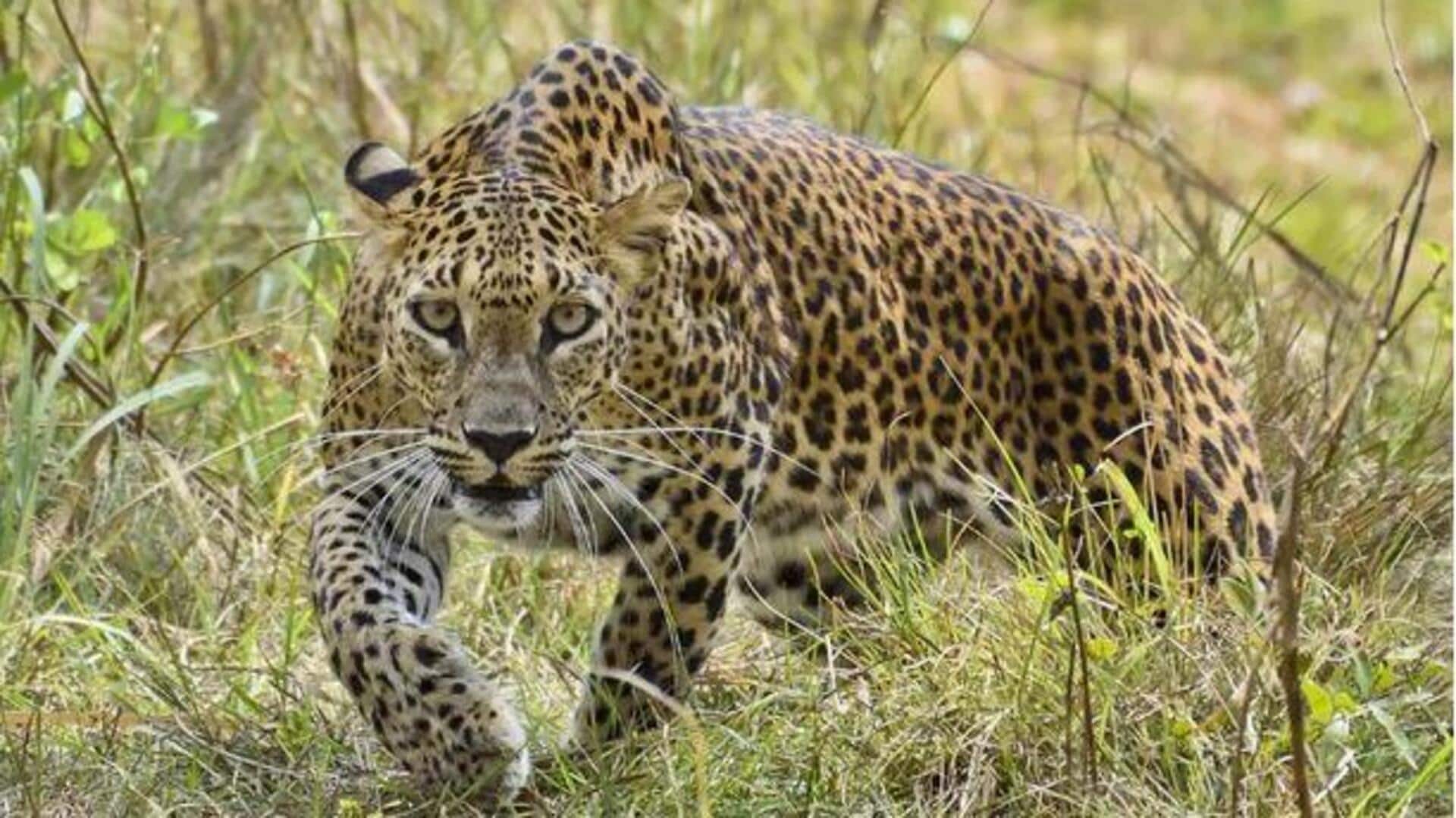 Leopard Attack : తొమ్మిదేళ్ల బాలికను చంపేసిన చిరుతపులి