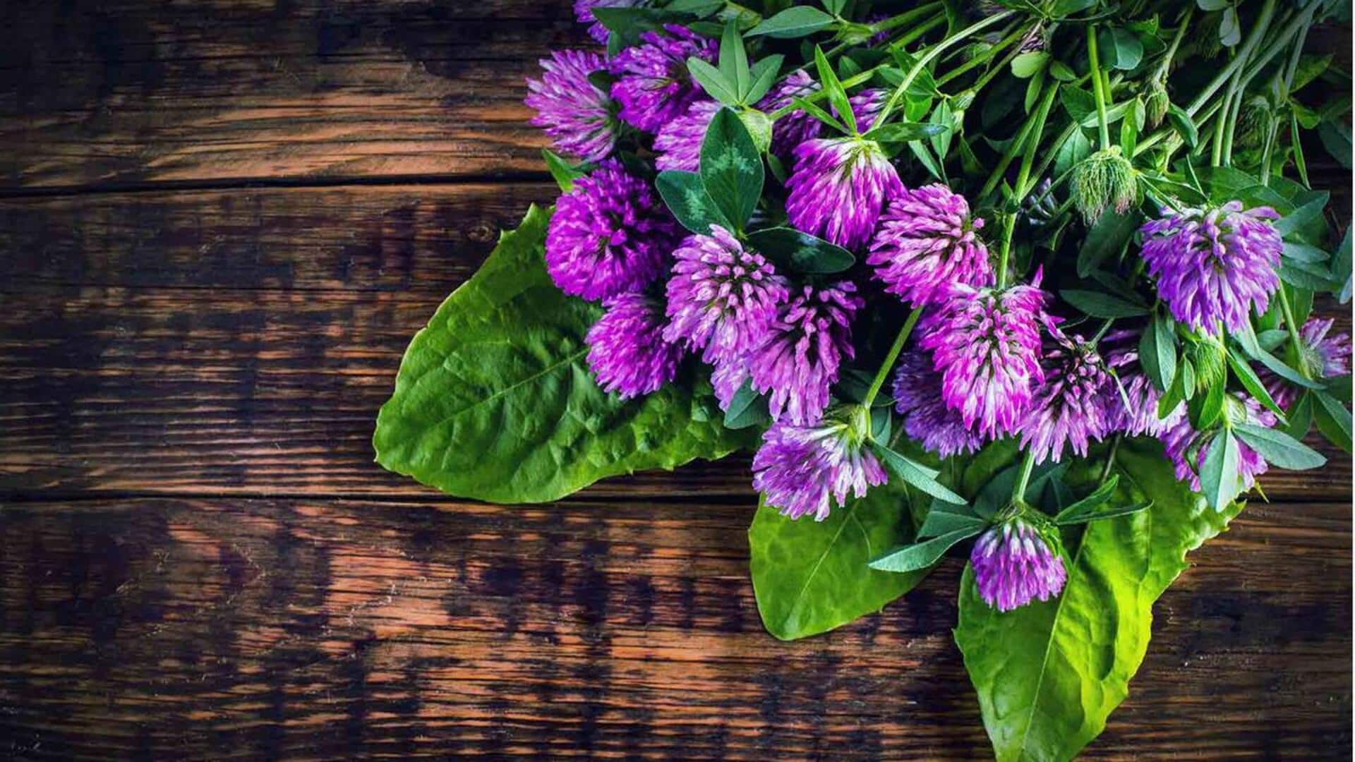 Red Clover : హార్మోన్ల సమతుల్యత నుంచి చర్మ ఆరోగ్యానికి.. రెడ్ క్లోవర్ ప్రయోజనాలు తెలుసుకోండి..!