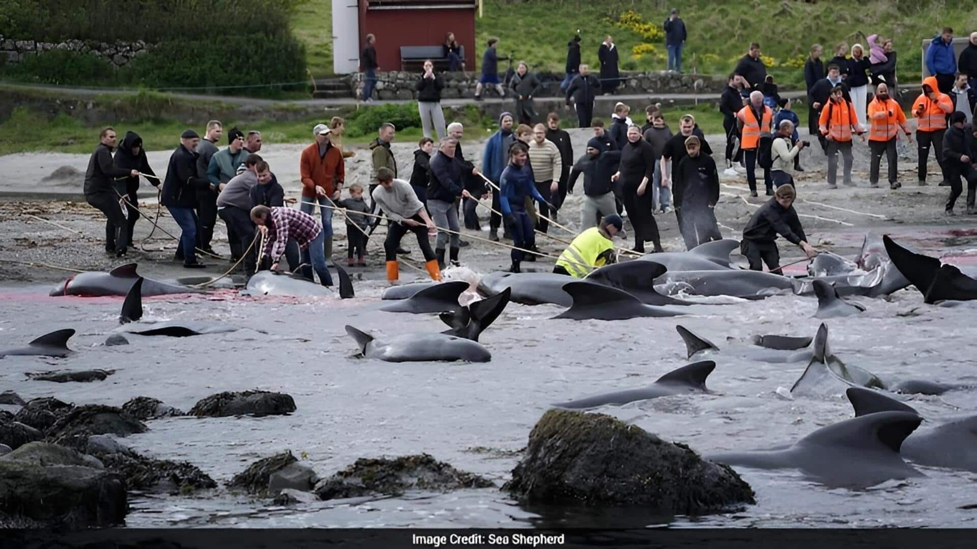 Faroe Islands: ఫారో దీవుల్లో ఘోరం.. ఒక్క రోజులో 700కుపైగా తిమింగలాలు,డాల్ఫిన్ల ఊచకోత