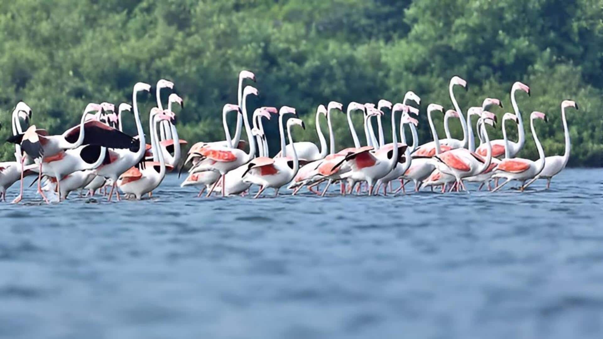 Kakinada: వలస పక్షులతో కళకళలాడుతున్న కోరంగి అభయారణ్యం