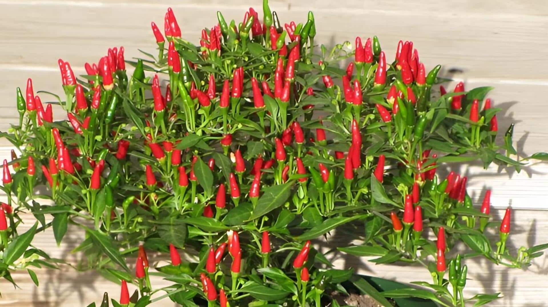 balcony Tips: బాల్కనీలోనే బర్డ్స్ ఐ చిల్లీ సాగు.. ఈ సింపుల్ టిప్స్‌తో అద్భుత దిగుబడి!