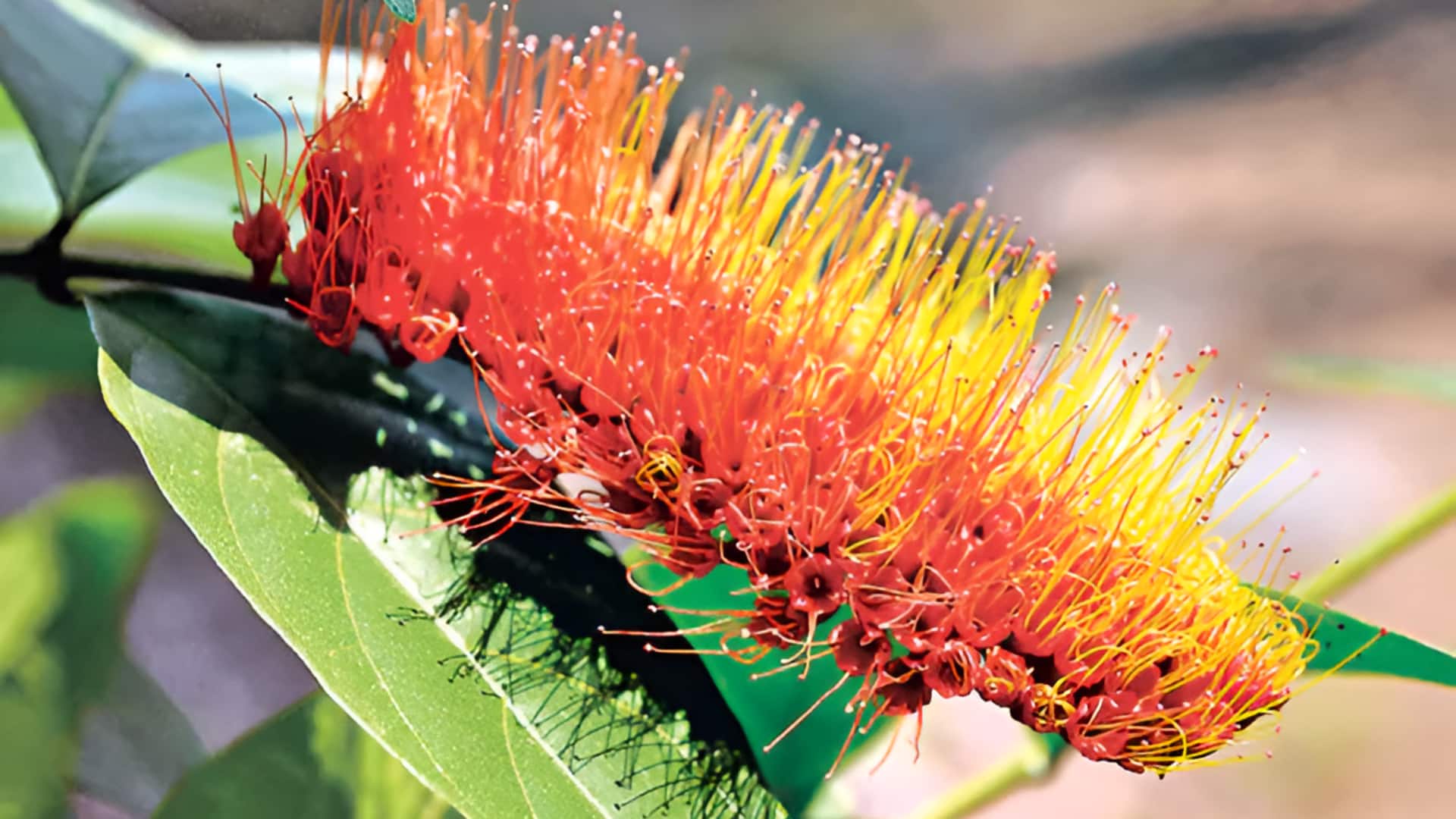 Vizag: ఎర్రటి ముత్యాల్లా మెరిసే పూలు.. విశాఖలో అరుదైన మొక్క సందడి!