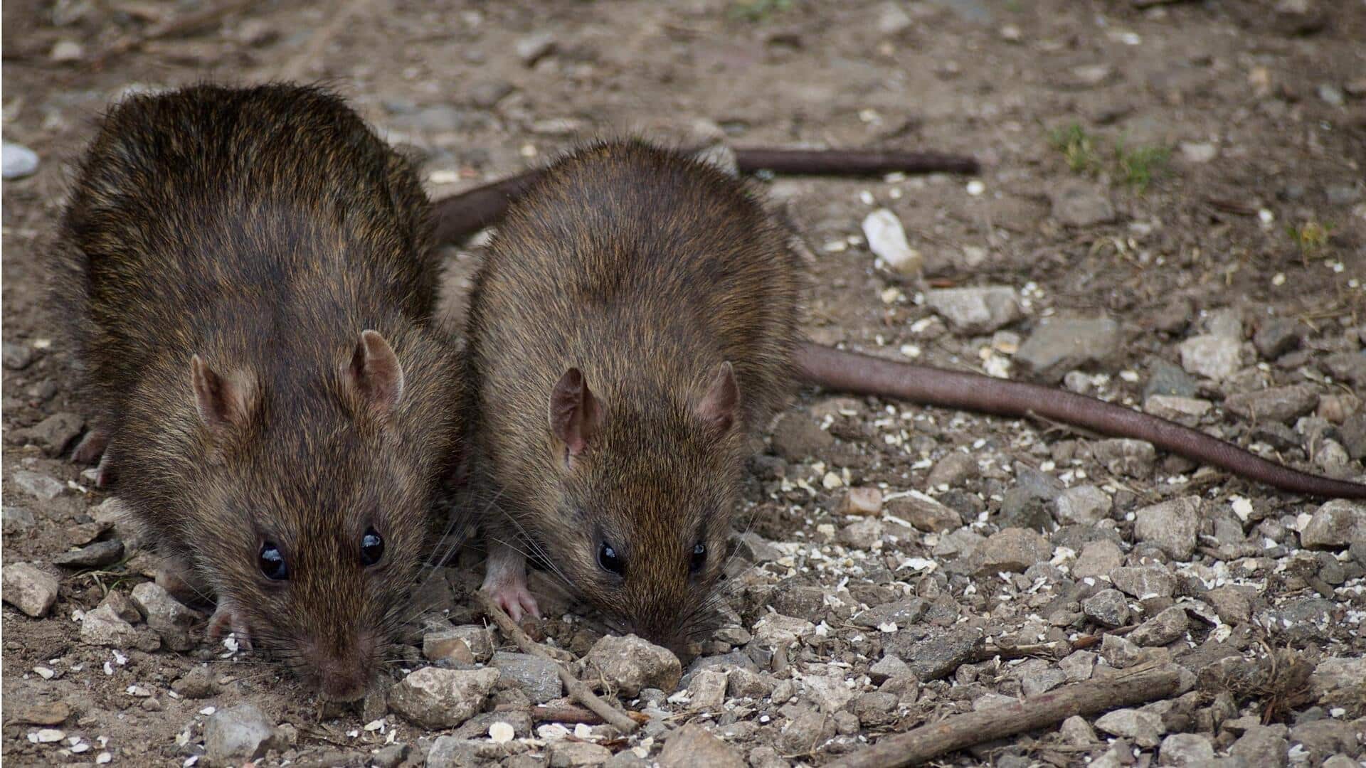 Rat Biting: ఎలుక కొరికి 40 రోజుల పసికందు మృతి 