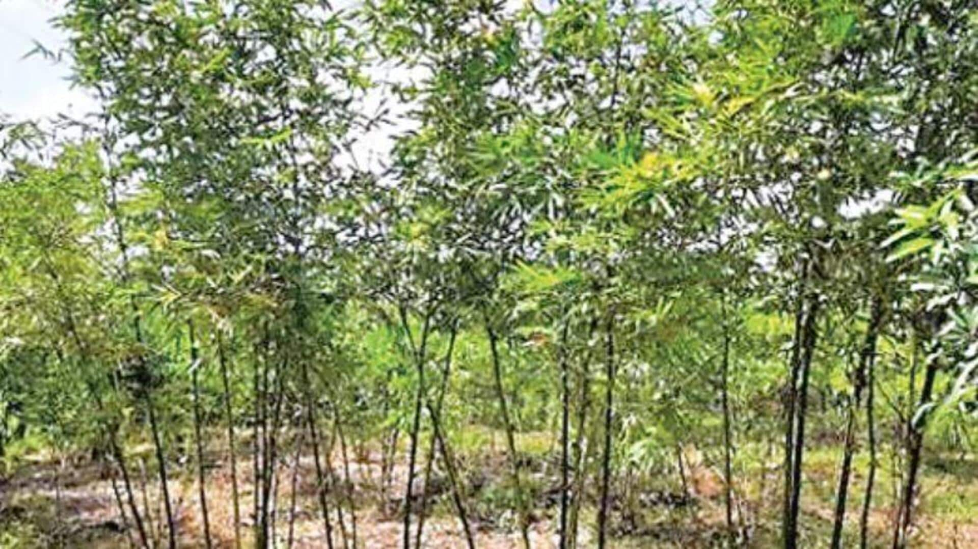 Bamboo Cultivation: తెలంగాణలో 2 లక్షల ఎకరాల్లో వెదురు సాగు లక్ష్యంగా ప్రణాళికలు