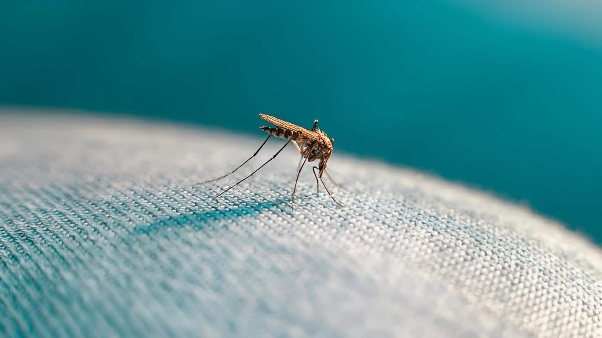 Monsoon Tips: వర్షాకాలంలో దోమల బెడదకు చెక్.. ఈ 5 ఇంటి చిట్కాలు తప్పక పాటించండి!