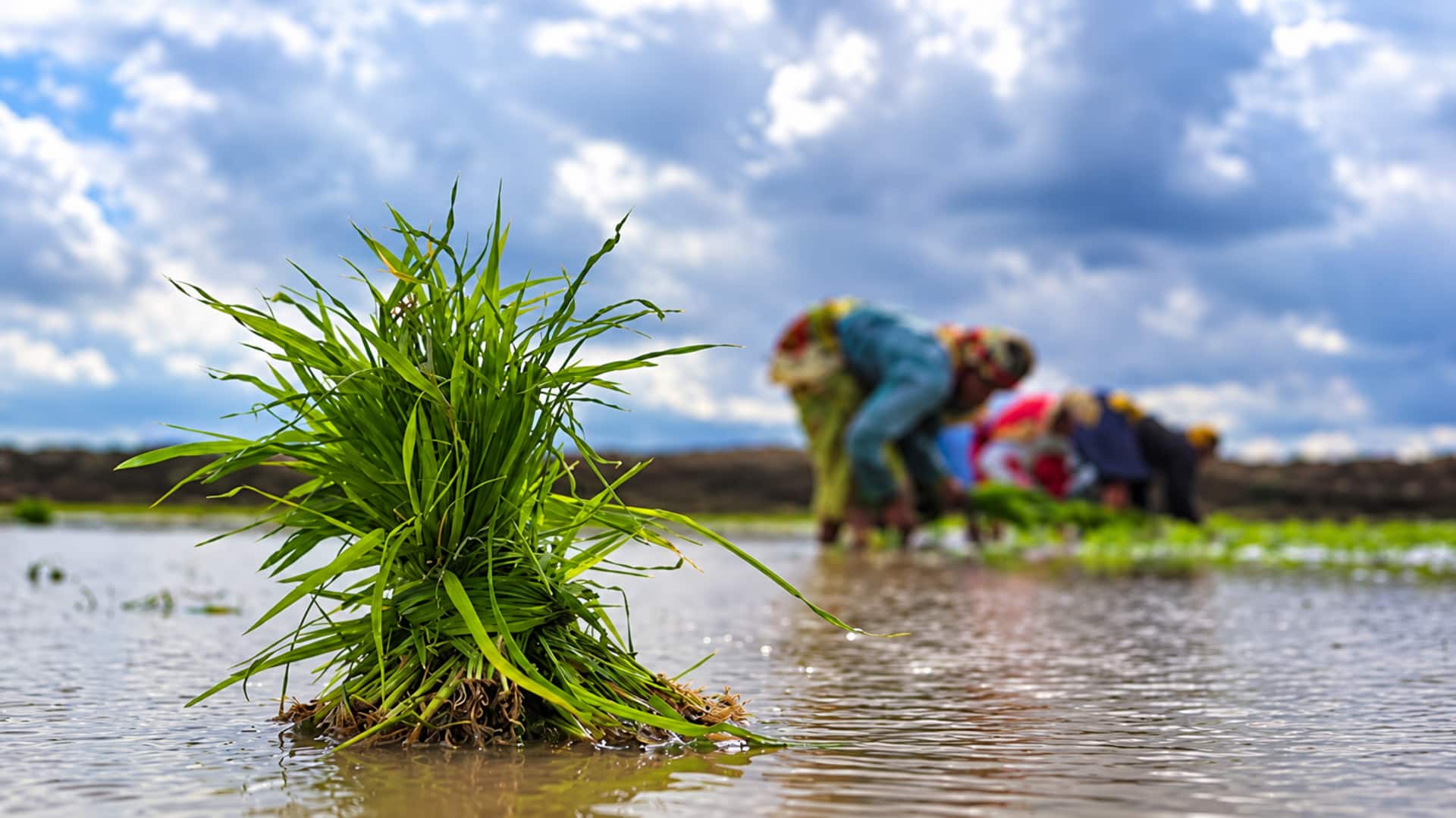 El Nino: 17 ఏళ్ల తర్వాత మళ్లీ అదే పరిస్థితి.. వర్షపాత లోటుపై ఆందోళన