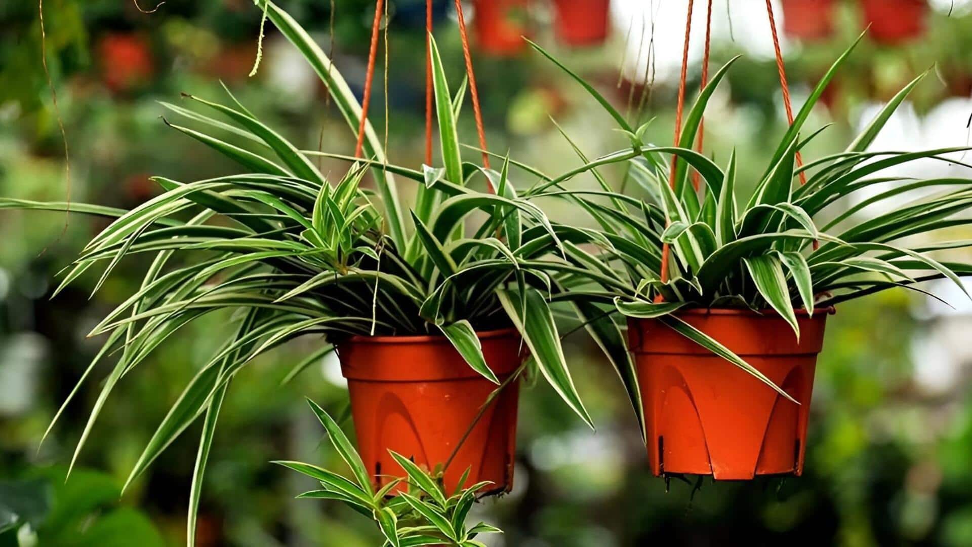 5 types of fungi: ఇంట్లో పెంచే మొక్కల ఎదుగుదలకు తోడ్పడే 5 రకాల ఫంగస్‌లు ఇవే!