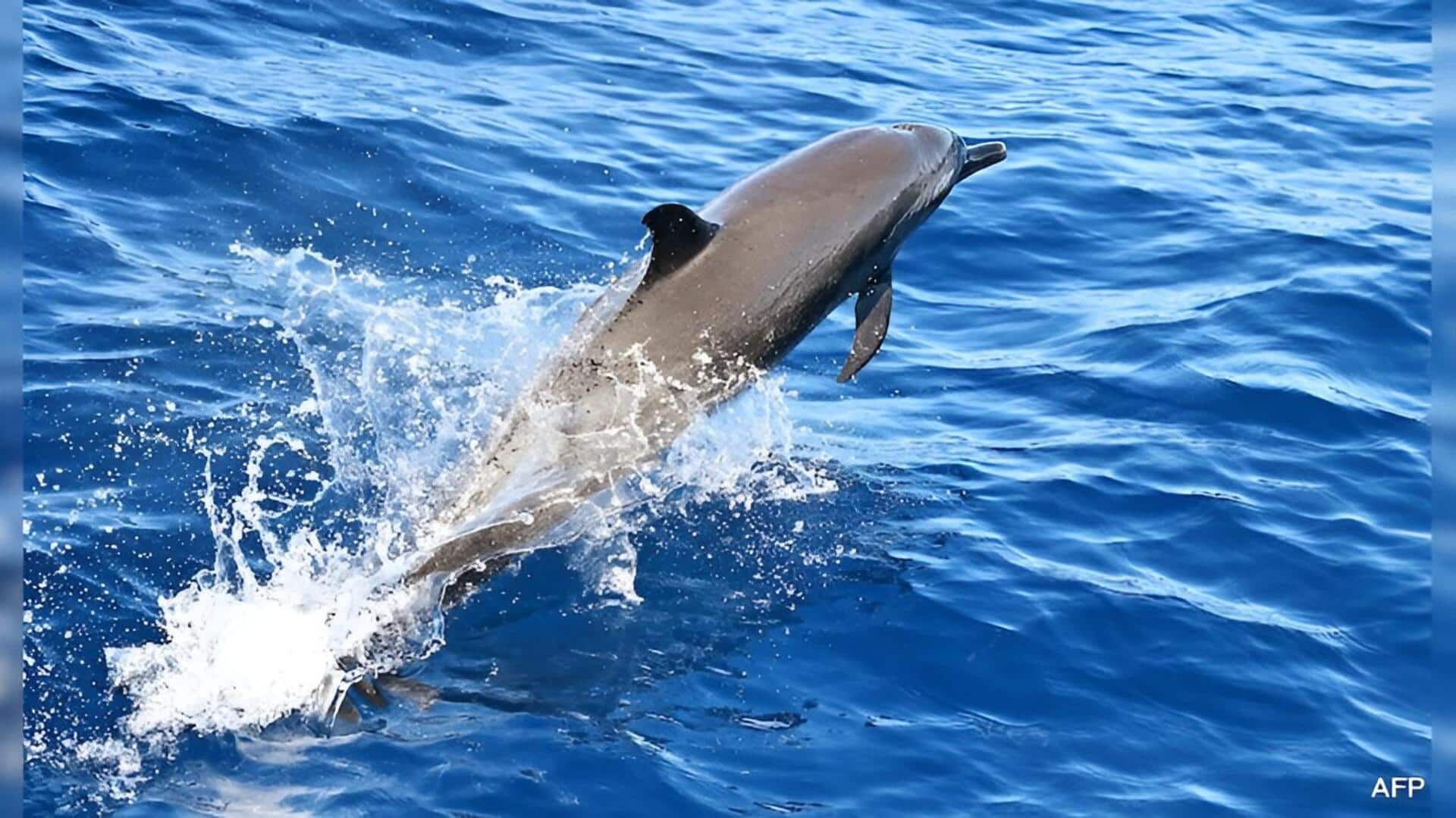 Kamikaze Dolphins:  హ‌ర్మూజ్ జలసంధిలో అమెరికా నౌకలపై దాడికి ఇరాన్ డాల్ఫిన్లు.. అసలు విషయం చెప్పిన యూఎస్