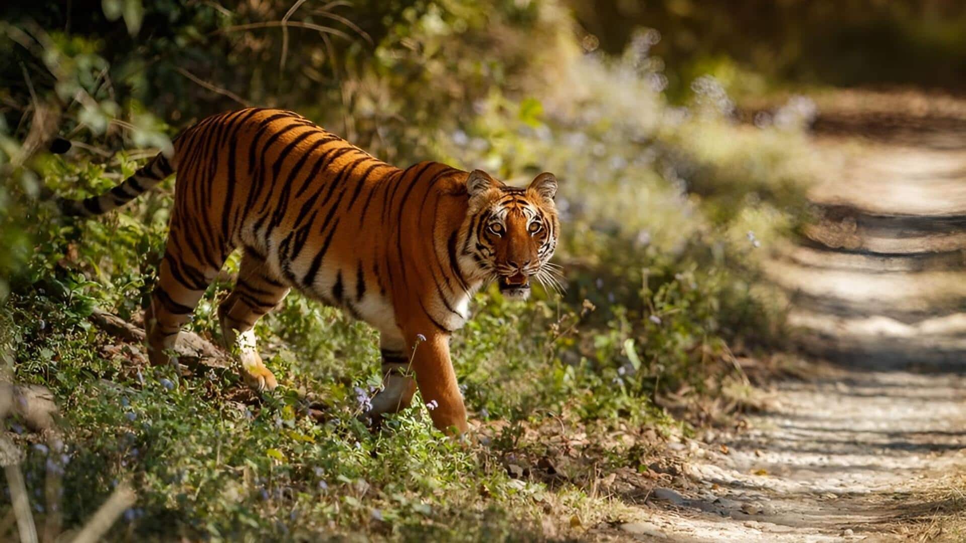 Maharashtra: అడవిలో భయానక ఘటన.. నలుగురు చంపిన పులి