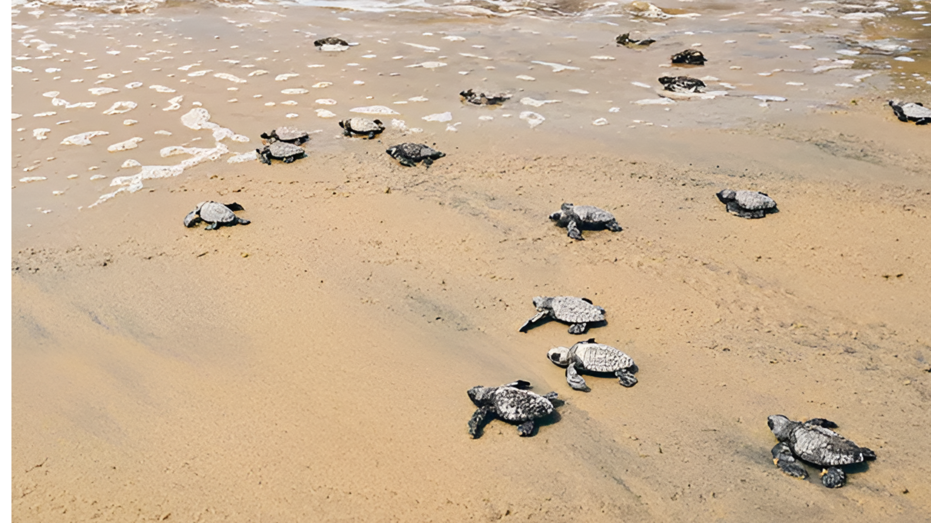 Narsapuram: నరసాపురం తీరంలో ఆలివ్‌రిడ్లే తాబేళ్ల సందడి.. సముద్రంలోకి పిల్లల విడదల