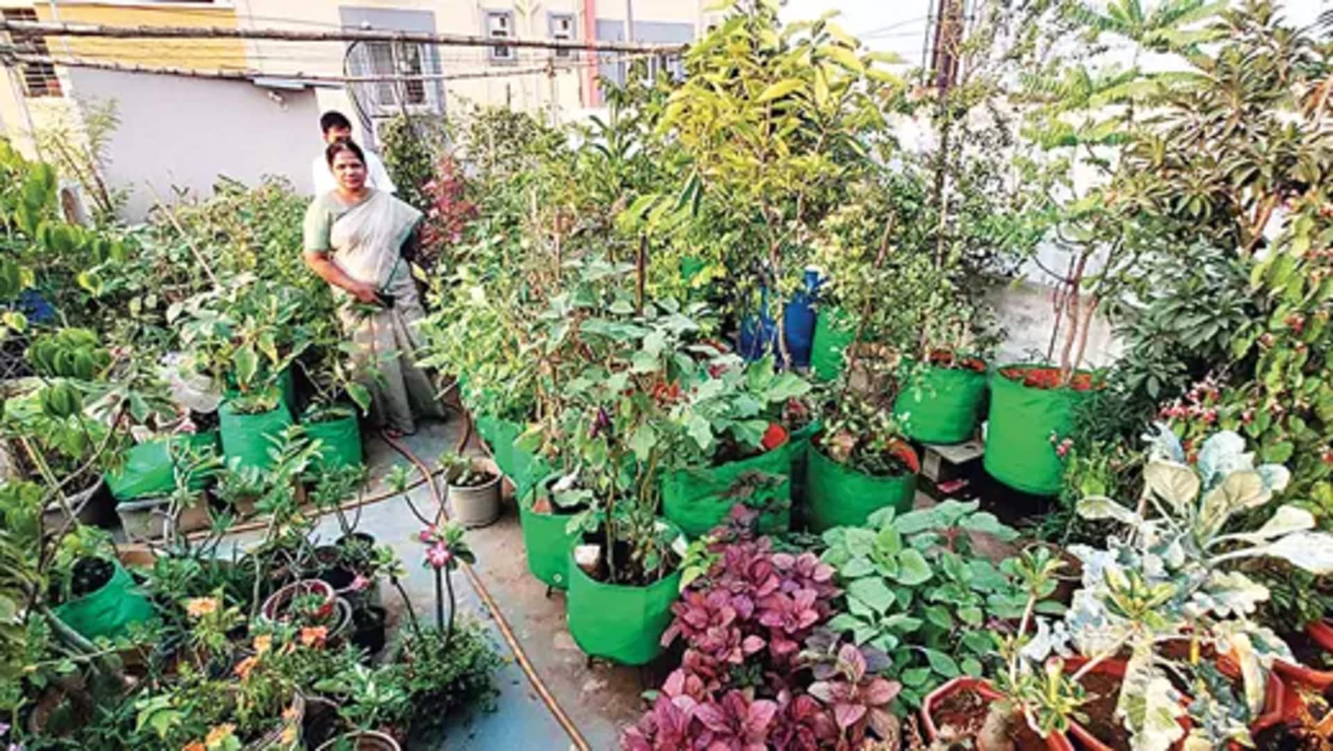 Guntur: మిద్దె తోటల పెంపకంలో గుంటూరు వాసుల ఆసక్తి.. నగర కాంక్రీటు జంగిల్కు పచ్చందాలు Guntur: మిద్దె తోటల పెంపకంలో గుంటూరు వాసుల ఆసక్తి.. నగర కాంక్రీటు జంగిల్కు పచ్చందాలు