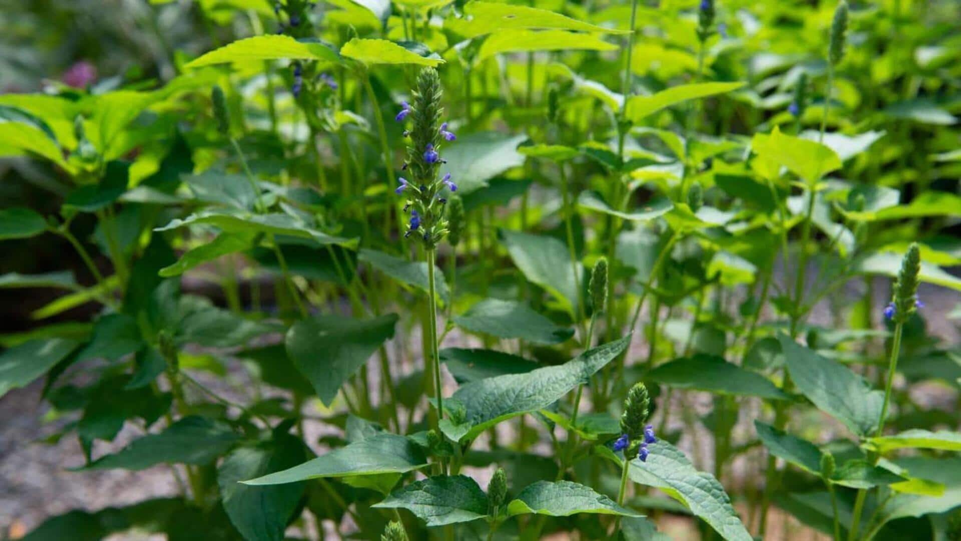 Gardening Tips: ఆరోగ్యకరమైన చియా సీడ్స్.. మీ ఇంట్లోనే సులభంగా ఇలా పండించండి