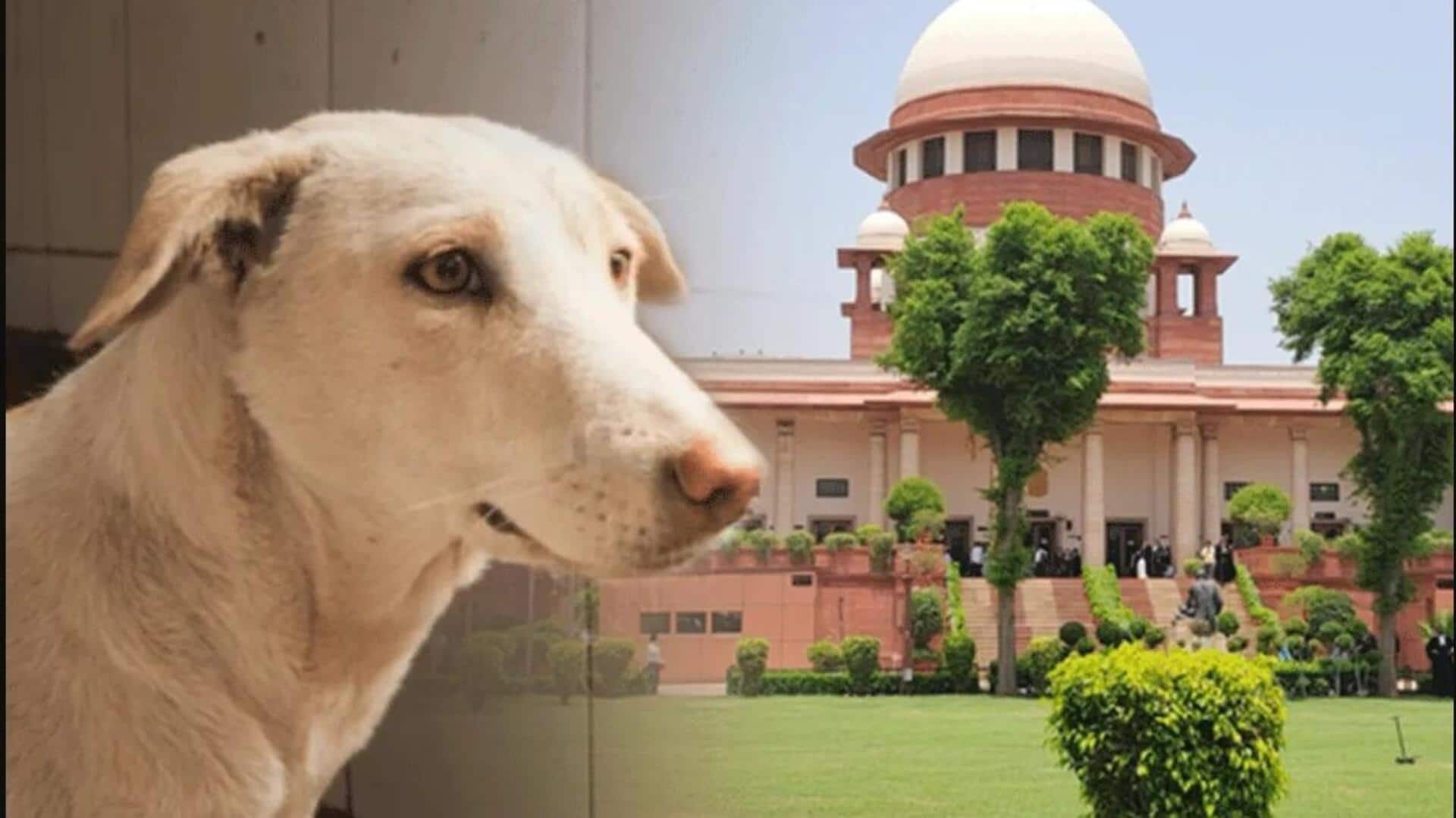 Stray Dogs: వీధి కుక్కలపై సుప్రీం తీర్పు.. పునఃపరిశీలిస్తామన్న సీజేఐ