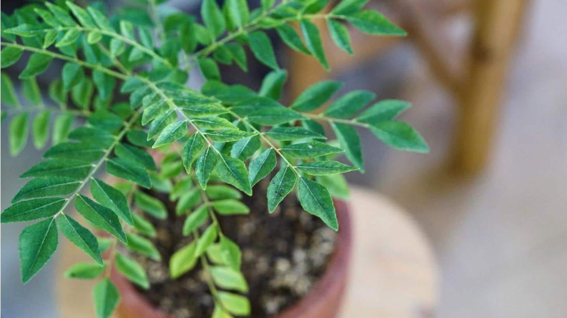 Curry plant: ఇంట్లో కరివేపాకు మొక్క సంరక్షణ.. పచ్చగా పెరగడానికి ముఖ్యమైన చిట్కాలివే!