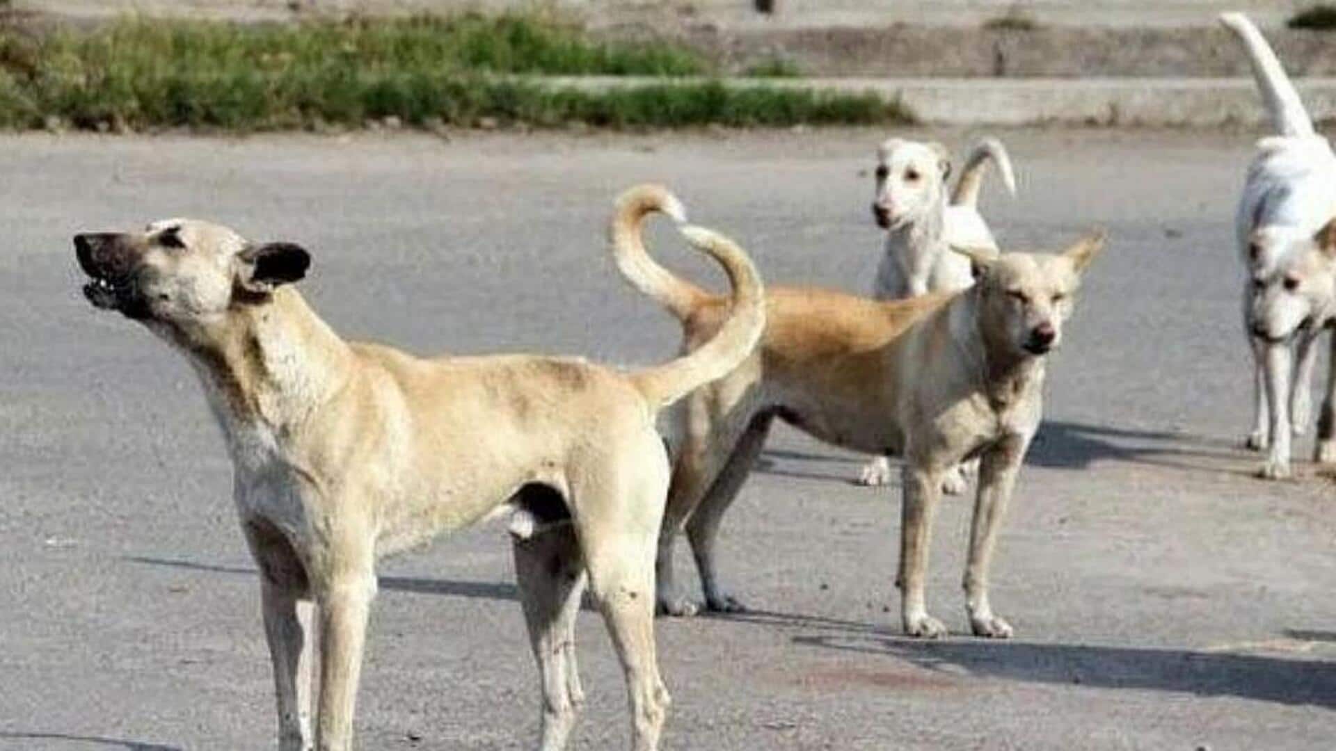 Stray dogs: బెంగళూరు యూనివర్సిటీ క్యాంపస్లో వీధి కుక్కల దాడి.. ఇద్దరు విద్యార్థినులకు గాయాలు! Stray dogs: బెంగళూరు యూనివర్సిటీ క్యాంపస్లో వీధి కుక్కల దాడి.. ఇద్దరు విద్యార్థినులకు గాయాలు!