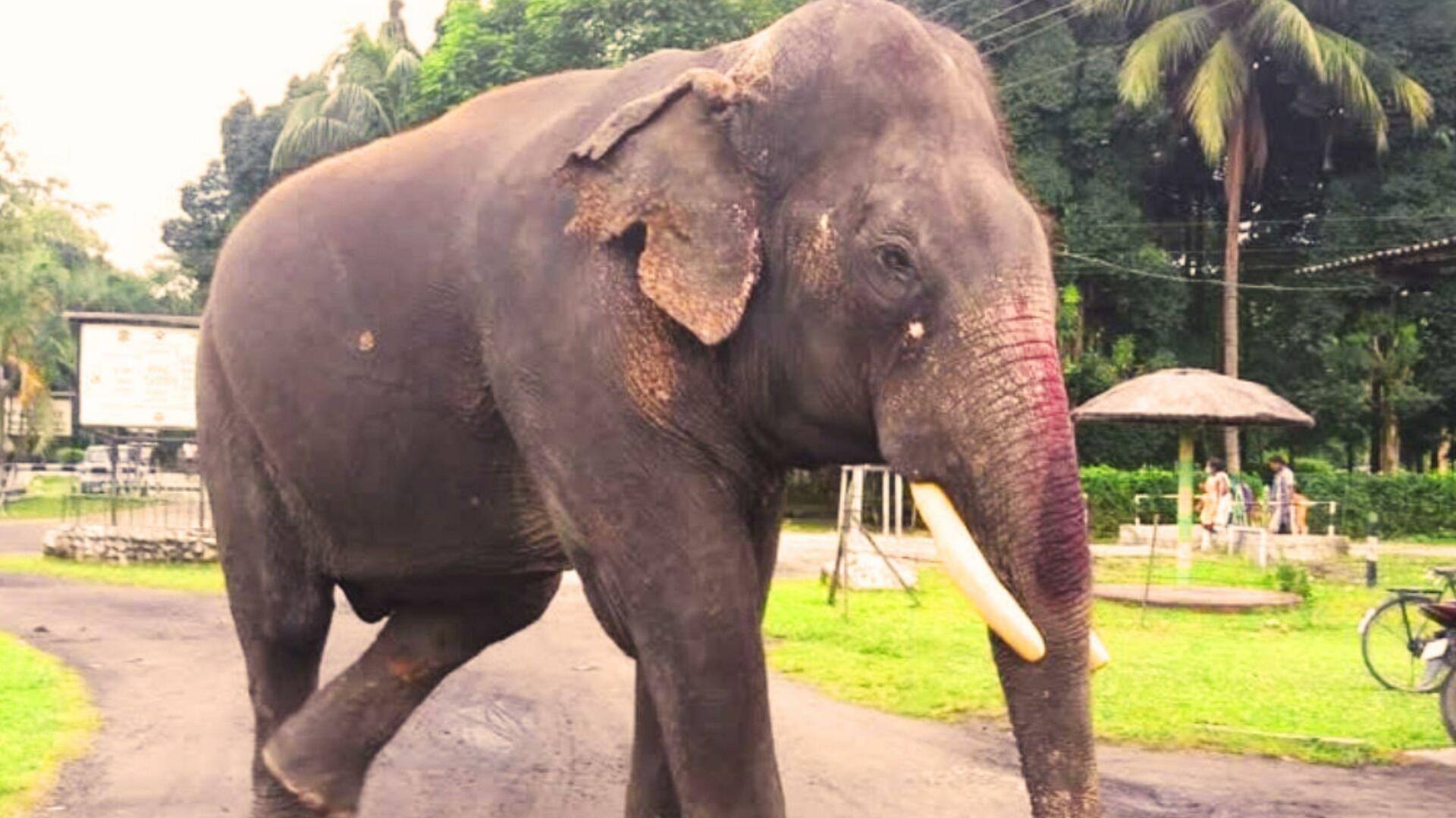 Oldest Elephant: దేశంలోనే అత్యంత వృద్ధాప్య ఏనుగు 'బిజులీ ప్రసాద్' మృతి 