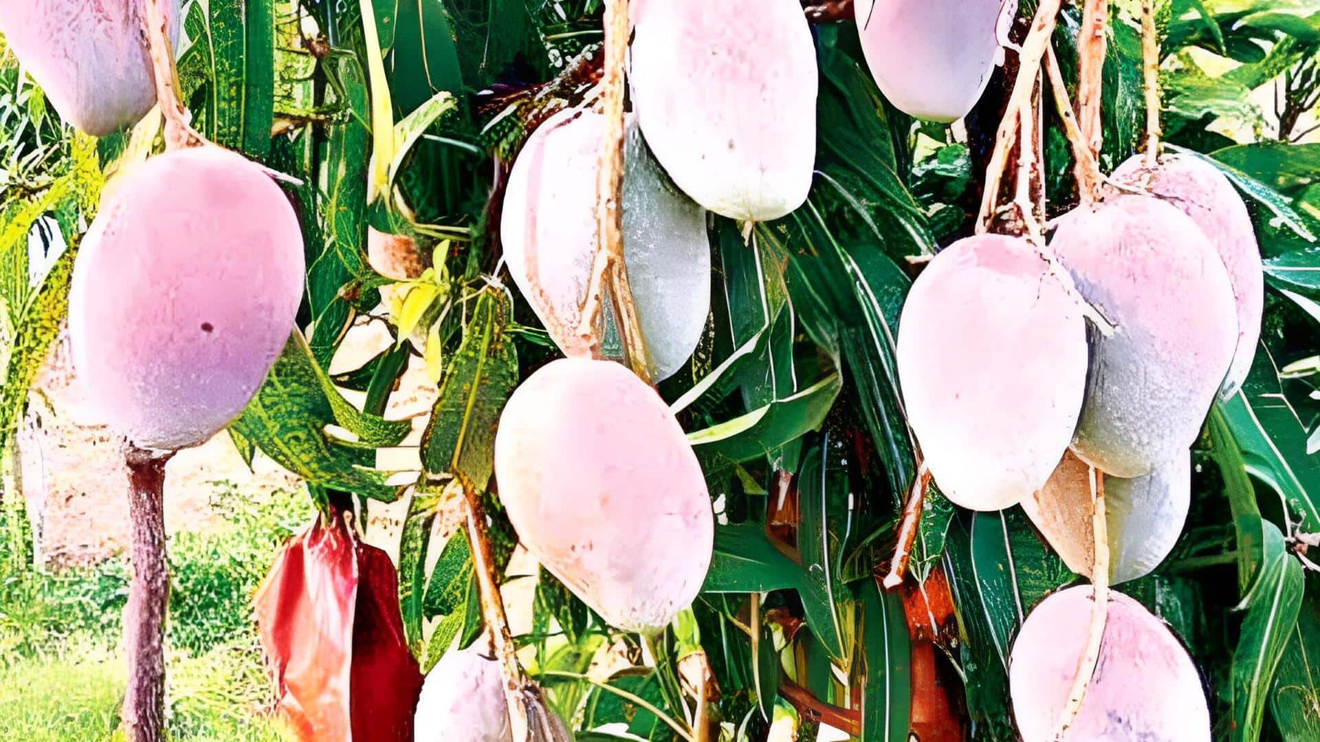 Telangana: బంగారం కంటే ఖరీదు ఎక్కువ.. కిలో మామిడి ధర రూ.2.5 లక్షలు