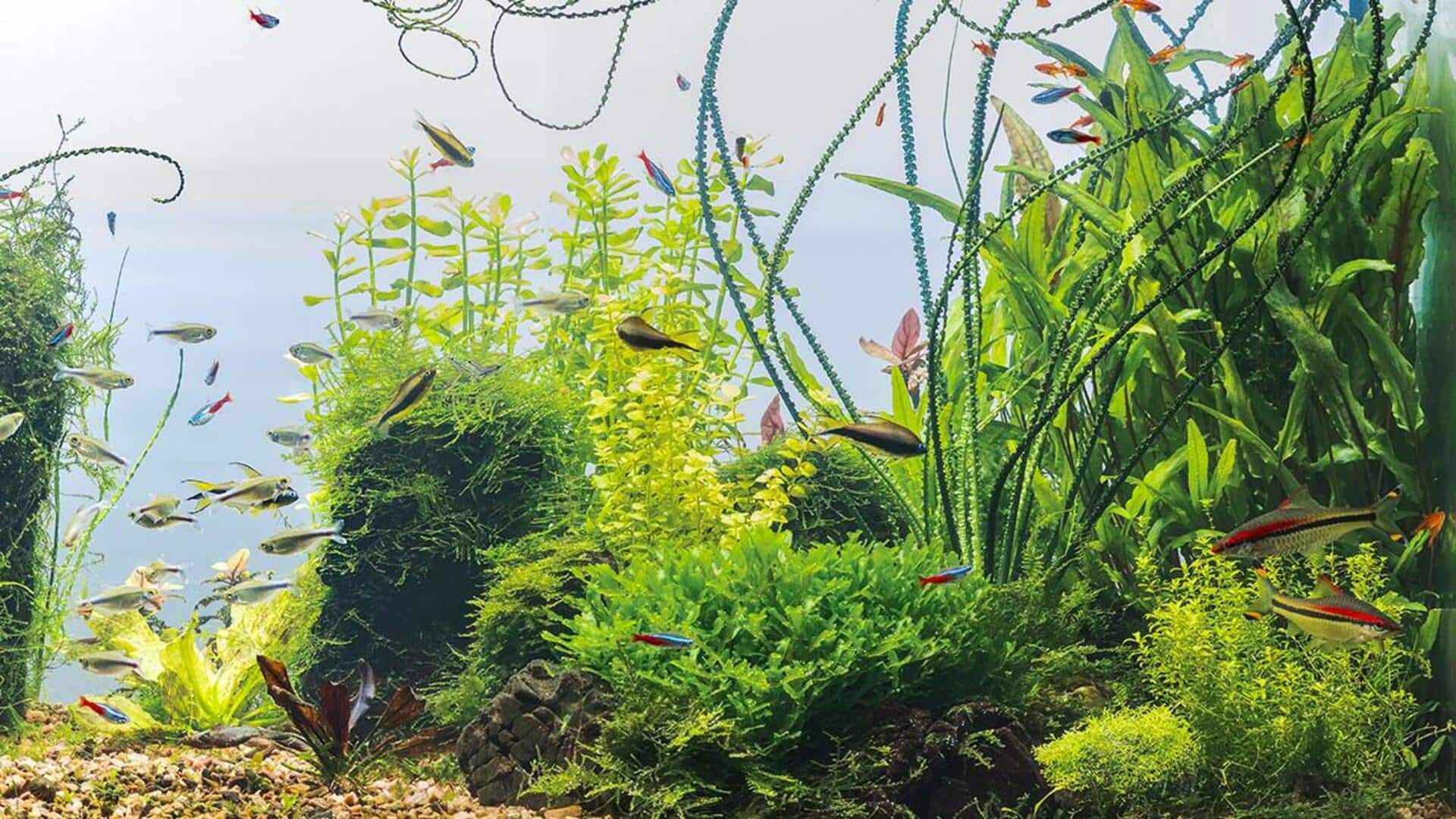 Gardening Tips: మొక్కల పెరుగుదలకు అక్వేరియం నీటిని ఎలా ఉపయోగించాలి ?