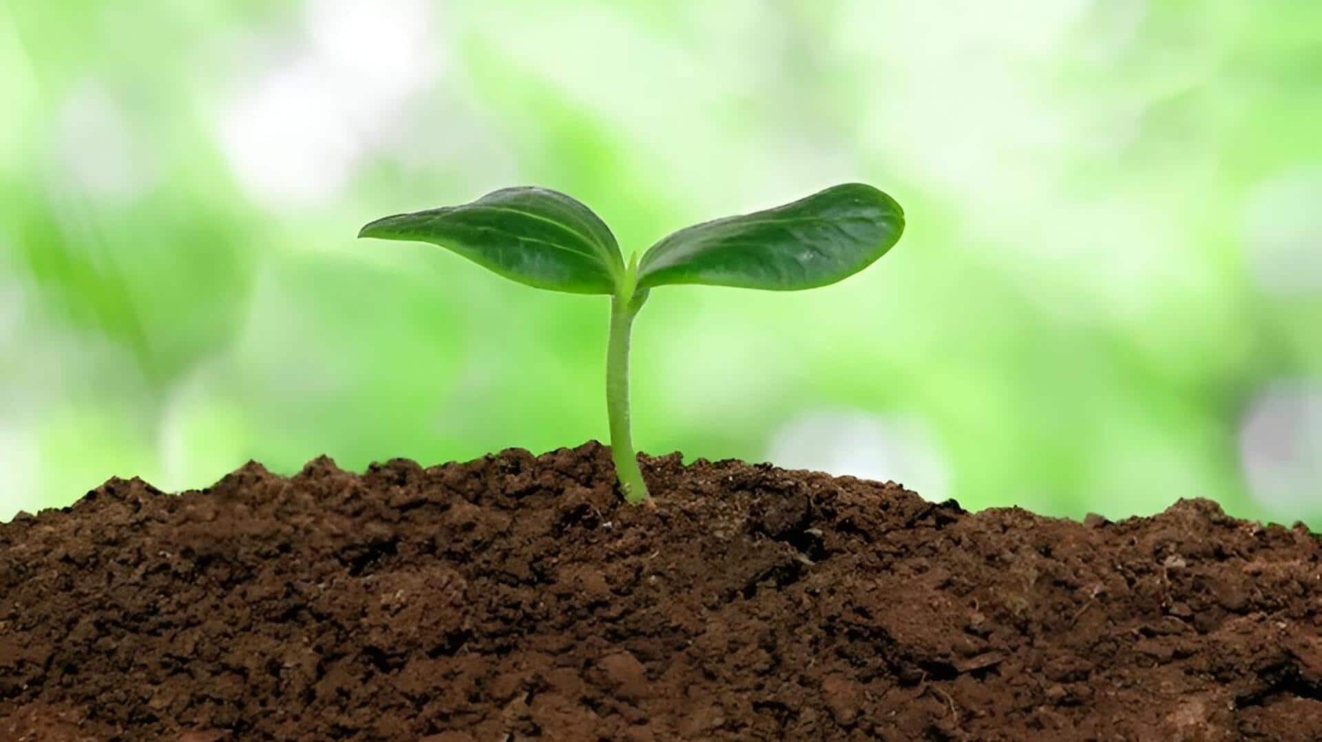 Plant Growth: మొక్కల ఎదుగుదలను పెంచడానికి 5 సులభమైన మార్గాలు
